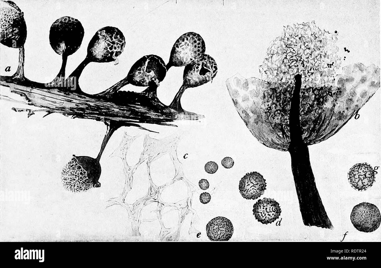 . A monograph of the Mycetozoa, being a descriptive catalogue of the species in the herbarium of the British Museum. Illustrated with seventy-eight plates and fifty-one woodcuts. Myxomycetes. BADHAMIA LILACINA Rost. B. .isUr piHx. BADHAMIA RUBIGINOSA Rost.. Please note that these images are extracted from scanned page images that may have been digitally enhanced for readability - coloration and appearance of these illustrations may not perfectly resemble the original work.. British Museum (Natural History). Dept. of Botany; Lister, Arthur, 1830-1908. London, Printed by Order of the Trustees, S Stock Photo