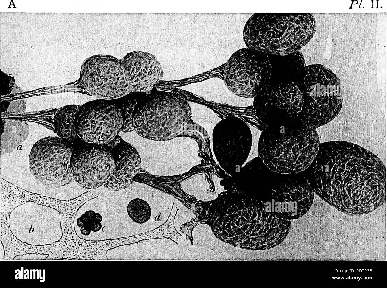 . A monograph of the Mycetozoa, being a descriptive catalogue of the species in the herbarium of the British Museum. Illustrated with seventy-eight plates and fifty-one woodcuts. Myxomycetes. PI. II.. BADHAMIA UTRICULARIS Berk.. Please note that these images are extracted from scanned page images that may have been digitally enhanced for readability - coloration and appearance of these illustrations may not perfectly resemble the original work.. British Museum (Natural History). Dept. of Botany; Lister, Arthur, 1830-1908. London, Printed by Order of the Trustees, Sold by Longmans [etc. ] Stock Photo