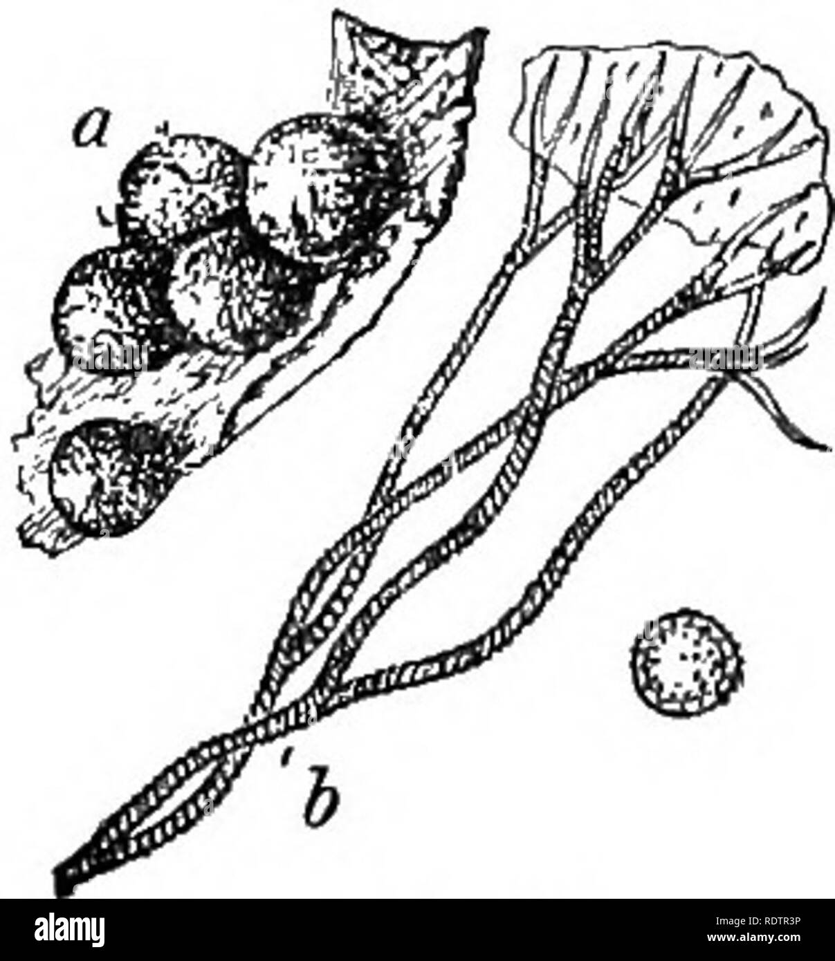 . A monograph of the Mycetozoa, being a descriptive catalogue of the species in the herbarium of the British Museum. Illustrated with seventy-eight plates and fifty-one woodcuts. Myxomycetes. MARGAEITA.] MAKGARITACE^. 203 Capillitium of fasciculate threads, penicillate and slender above, marked with spiral thickenings, attached above and below to the sporangium-wall. (42) Peototeichia. Fig. hd.—Prototrichia JlagelUfera Eost. a. Group of sporangia. Magnified 4 times. J. Capillitium attached above to a fragment of the sporangium-wall, and a spore. Mag- nified 280 times. Fig. 60. Genus 40.—MARGAR Stock Photo