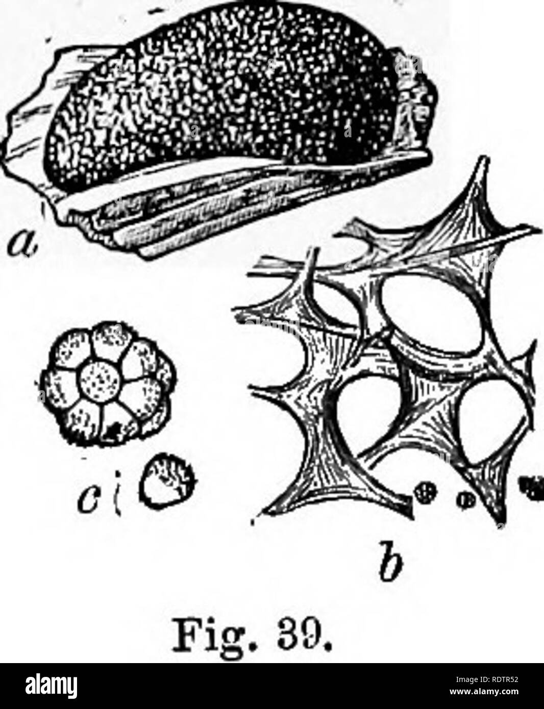. A monograph of the Mycetozoa, being a descriptive catalogue of the species in the herbarium of the British Museum. Illustrated with seventy-eight plates and fifty-one woodcuts. Myxomycetes. DICTTDIiETHALIUM.J RETICULARIACE^. 157 Walls of convoluted sporangia perforated and forming a uniform tissue of interarching bands. (31) Enteridium. Fig. 39.—Enteridmm. olivaeeiim Ehrenb. a. Plasmodiocarp, Magnified twice. b. Part of spurious capillitium. Magnified 35 times. c. A spore cluster, and one isolated spore. Mag- nified 210 times. Walls of convoluted sporangia incomplete, forming tubes and folds Stock Photo