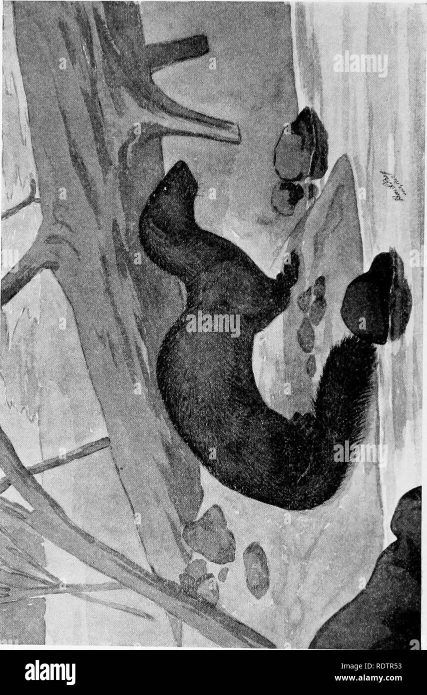 . [Collected reprints, 1912-1919. Mammals; Mammals; Birds. 362 Field Museum of Natural History — Zoology, Vol. XI.. Please note that these images are extracted from scanned page images that may have been digitally enhanced for readability - coloration and appearance of these illustrations may not perfectly resemble the original work.. Cory, Charles B. (Charles Barney), 1857-1921. s. l. , s. n. Stock Photo