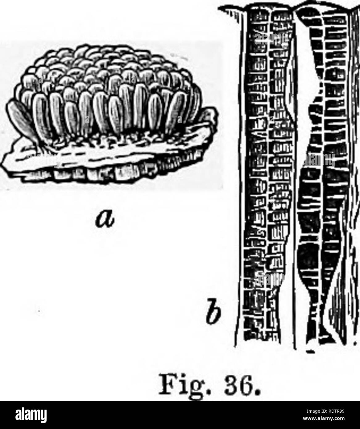 . A monograph of the Mycetozoa, being a descriptive catalogue of the species in the herbarium of the British Museum. Illustrated with seventy-eight plates and fifty-one woodcuts. Myxomycetes. 162 ENDOSPORE^. [OECADE L] SPECIES EXCLUDED PBOM THE GENUS. L. ccespitosa Peck. = Lindhladia Tubulina Fr. L. Lindheimeri Berk. = Fuligo septica Gmel. L. perreptans Berk. = Brefeldia maxima Eost. L. rubiformis Berk. = Tubulina fragiformis Pers. L. spermoides Berk. &amp;, Curt. = Lindhladia Tubulina Pr. Genus 26.—ORCADELLA Wingate, in Proc. Acad. N. So. Phi (1889), p. 280. Sporangia stipitate; sporangium-wa Stock Photo
