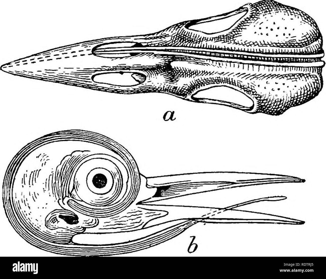 Ants protect the tree Black and White Stock Photos & Images - Alamy