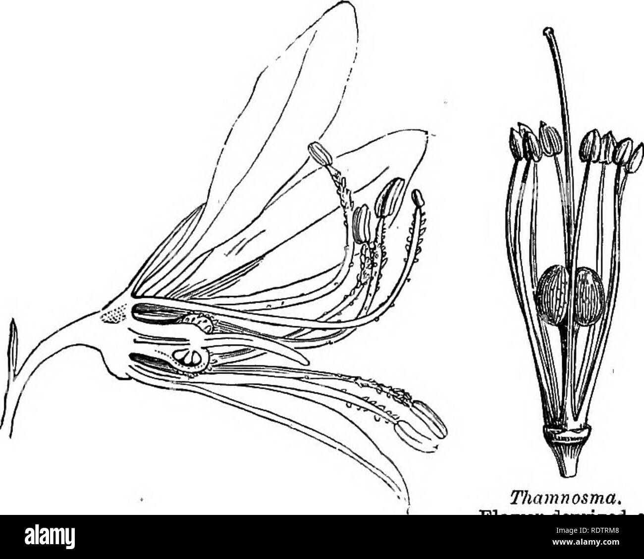 174 Florets Stock Illustrations