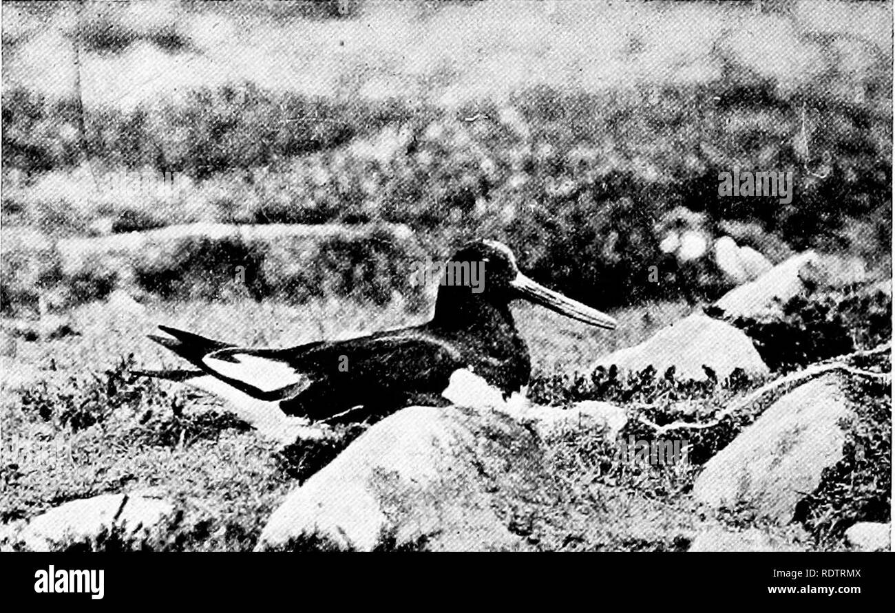 . The birds of Britain : their distribution and habits . Birds. 196 Order XIII long sustained. The mantle in the Turnstone is chestnut and black, the lower parts white, while the rest of the plumage is a mixture of black and white. The legs and feet are reddish orange. The Oyster-catcher or Mussel-picker (Hcematopus ostralegus) is a much larger black and white bird with flesh coloured legs, crimson irides, and orange-red biU.. Please note that these images are extracted from scanned page images that may have been digitally enhanced for readability - coloration and appearance of these illustrat Stock Photo