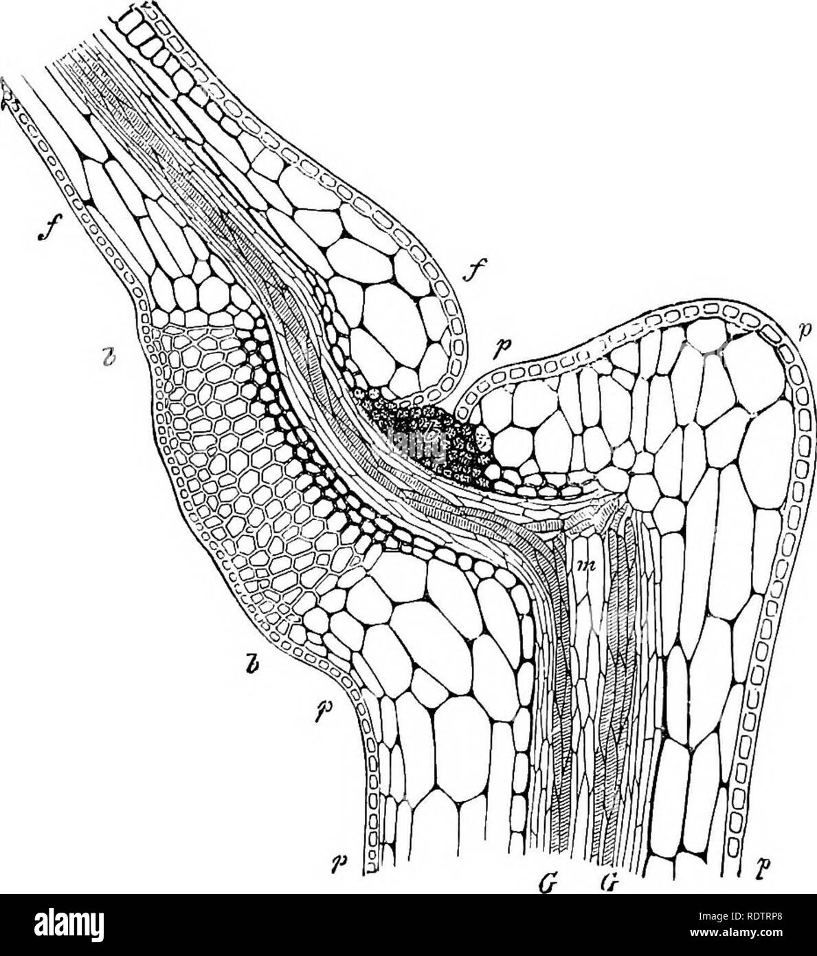 . Notes on the life history of British flowering plants. Botany; Plant ecology. II GERANIACE^ 137 the leaves of 0. Acetosella consists of three layers. The upper one consists of more or less blunt cones, the two lower ones of star-shaped cells, leaving large intercellular spaces between them. Some healthy leaves were laid flat on a plate and exposed to the rays of the sun falling perpendicularly on them. By pouring. Fig. 80.—Longitudinal section of leaf-stalk and motile organ, ibh, of one of the leaflet'? of Oxalis oarnea in the day position, p, epidermis of leaf-stalk; //, midrib of leaflet;  Stock Photo