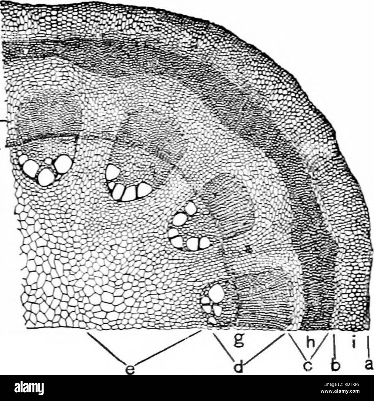 Primary cortex Black and White Stock Photos & Images - Alamy