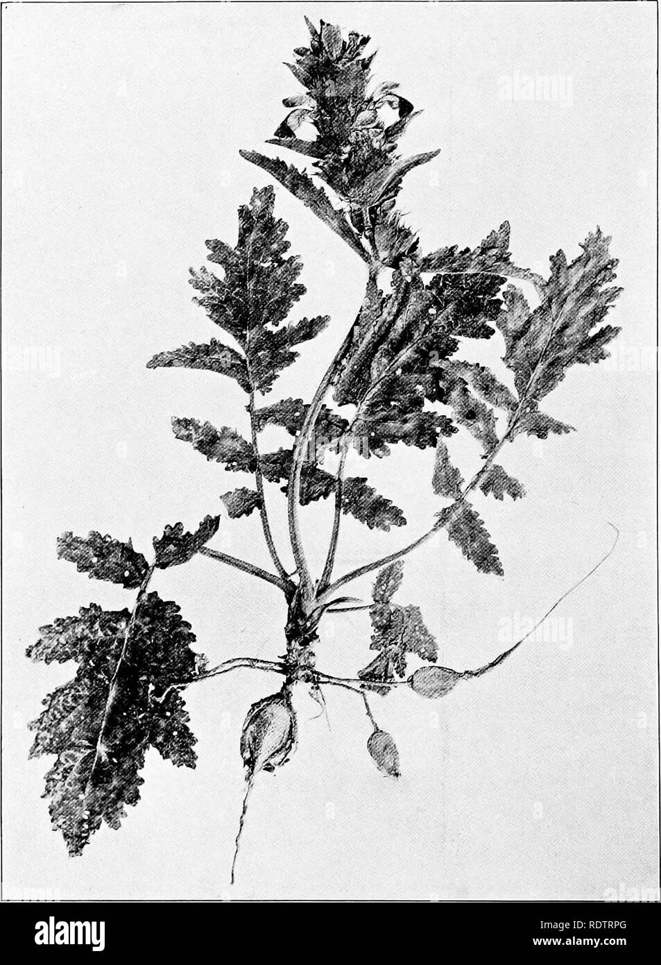 . Studies on the vegetation of the Transcaspian lowlands. Botany. — 64 — tetranda, Koelpinia linearis, Matricaria lamellata, Ceratoceph- alus falcatus, Hypecoum pendulum and trilobum, Trigonella. Fig. 7. Eremostachys labiosa. May. monantha and longiflora, Euphorbia pygmaea, Galium tricorne, Delphinium rugulosum and persicum, Nigella integrifolia, Astra-. Please note that these images are extracted from scanned page images that may have been digitally enhanced for readability - coloration and appearance of these illustrations may not perfectly resemble the original work.. Paulsen, Ove, 1874-194 Stock Photo