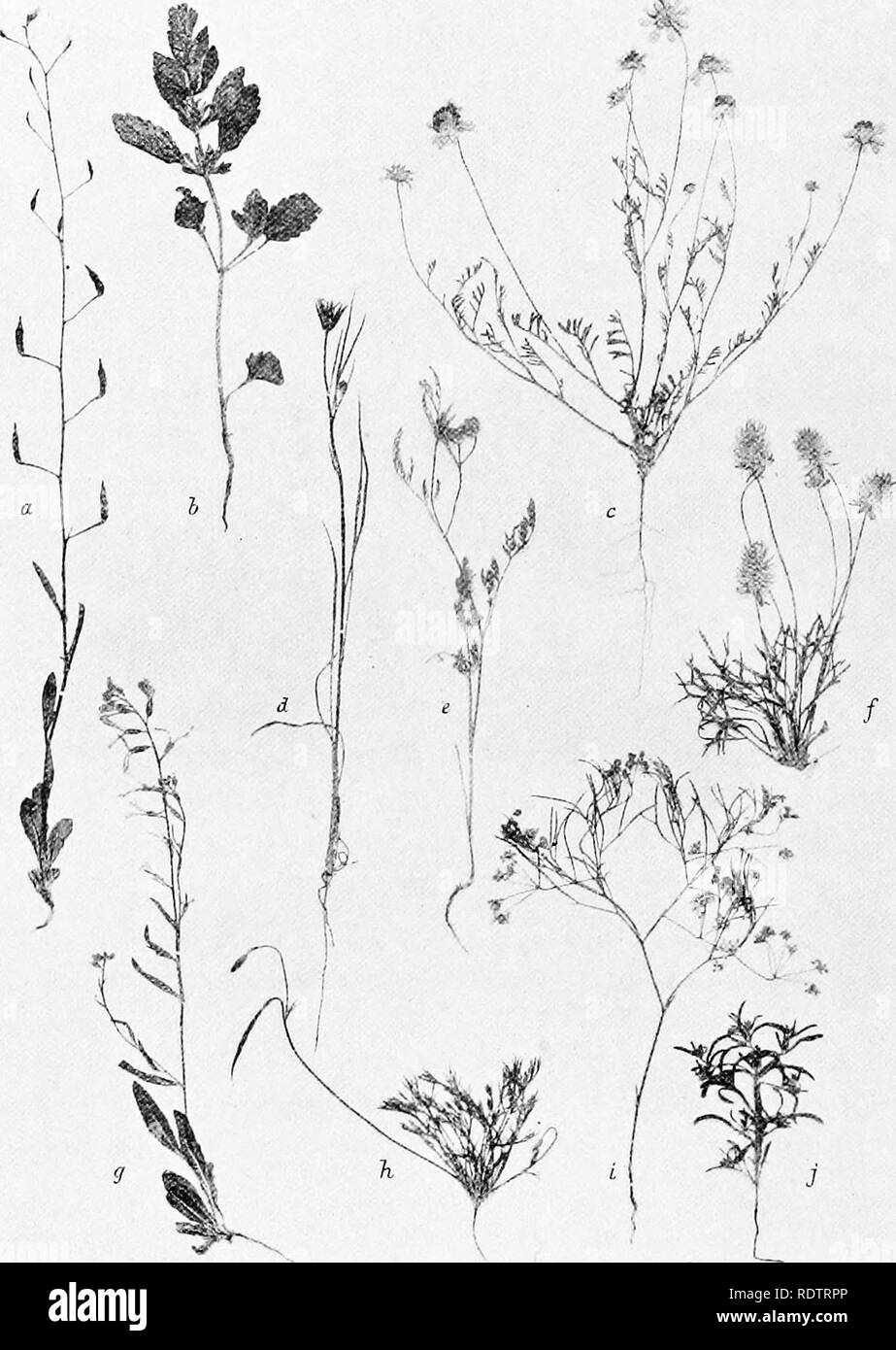 . Studies on the vegetation of the Transcaspian lowlands. Botany. — 62 — linearifolia, Aspenigo procumbens, Lappula-species, Heliotropium europaeum, Onosma hispidum, Nonnea picta), Umbelliferae [Aphanoplema capillifolia, Carum confusum and turkestanicum,. Fig. 5. Representative eptiemeral plants from Clay-desert: a, Goldbachia laevigata, b, Lallemantia Royleana: c, Matricaria lamellata. d, Koelpinia linearis, e, Caucalis leptophylla. f, Ceratocephalus orthoceras. g, Malcolmia Bungei. h, Hgpecoum pendulum, i, Acanthopleura capillifolia. j, Lappula spinocarpos.. Please note that these images are Stock Photo