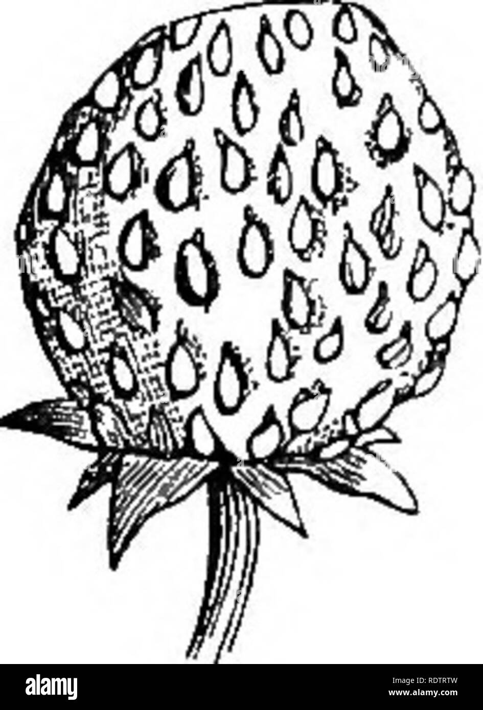 . The principles of botany, as exemplified in the phanerogamia. Botany; Botany; Phanerogams; 1854. 194 COMPOUND ORGANS OF PLANTS. Fig. 91.. Fig. 91. Fruit of strawberry, (Fragaria veaca,) showing the carpels or achenia on the surface of its enlarged and fleshy receptacle. Each achenium has a style and stigma, and is thus at once distingui^^hed from a seed. The calyx is seen at the base of the receptacle. cellulo-vascular bed of fibres and parenchyma. The exterior membrane of the pericarp is called the epicarp, (irti upon, jtaprtof fruit,) and corresponds to the lower epidermis of the leaf. Thi Stock Photo