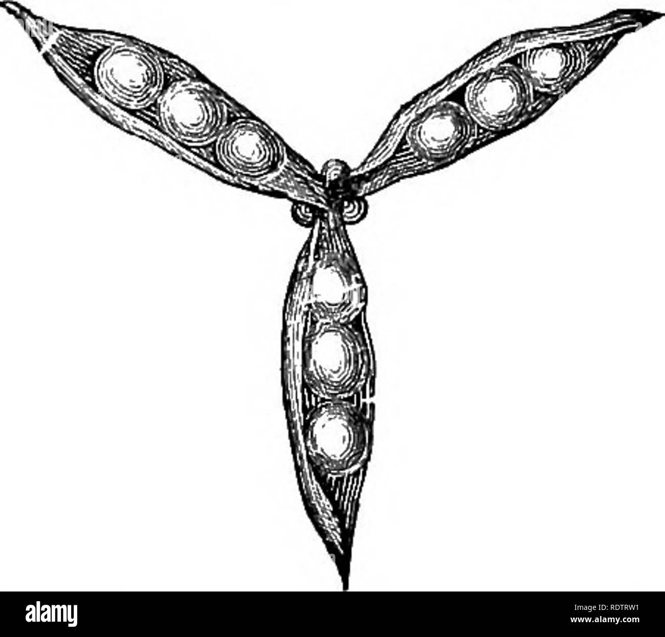 Cleistogamous Flowers High Resolution Stock Photography and Images Alamy