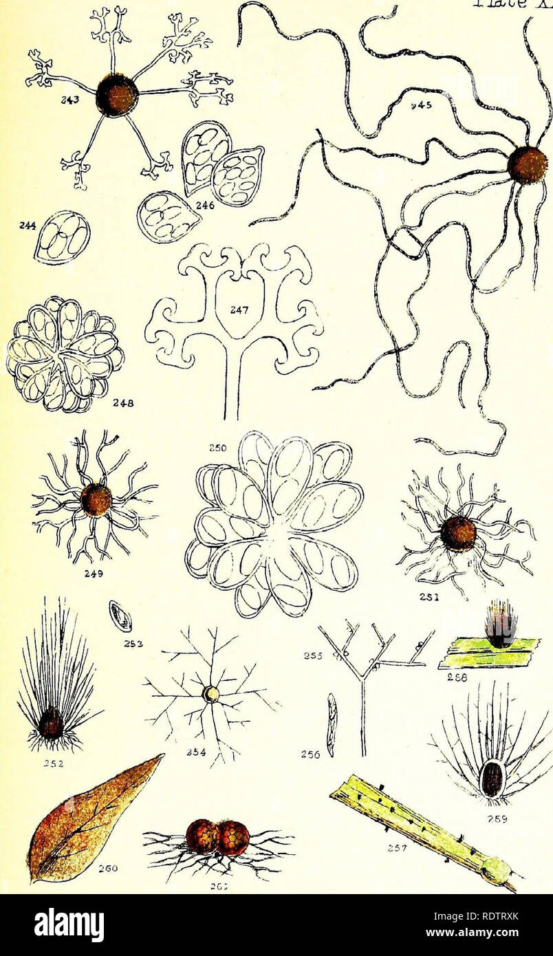 . Rust, smut, mildew &amp; mould. An introduction to the study of microscopic fungi. Fungi; Plant diseases. Plate xrr.. Please note that these images are extracted from scanned page images that may have been digitally enhanced for readability - coloration and appearance of these illustrations may not perfectly resemble the original work.. Cooke, M. C. (Mordecai Cubitt), b. 1825. London, W. H. Allen Stock Photo