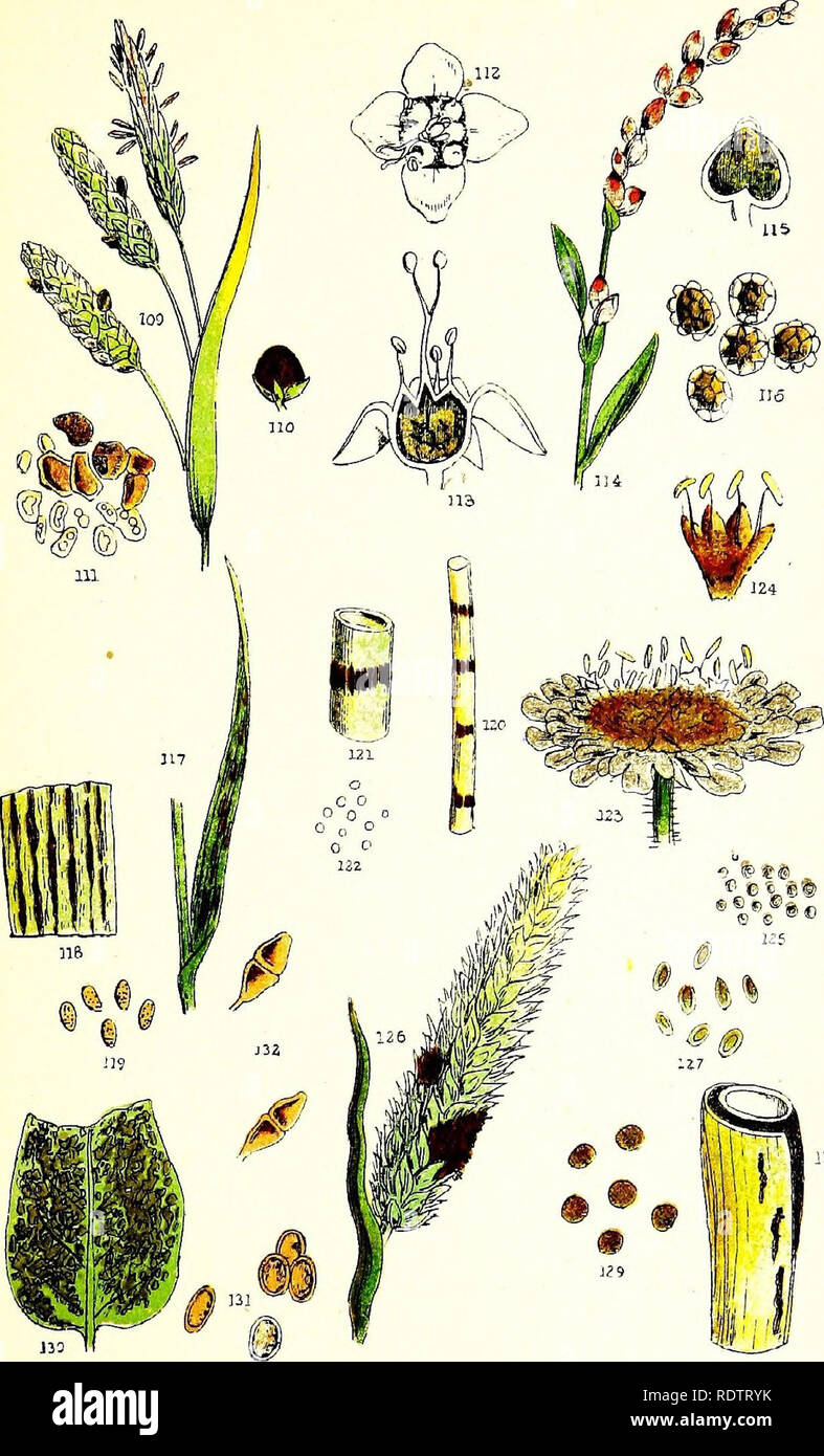 . Rust, smut, mildew &amp; mould. An introduction to the study of microscopic fungi. Fungi; Plant diseases. Plate VI.. Please note that these images are extracted from scanned page images that may have been digitally enhanced for readability - coloration and appearance of these illustrations may not perfectly resemble the original work.. Cooke, M. C. (Mordecai Cubitt), b. 1825. London, W. H. Allen Stock Photo