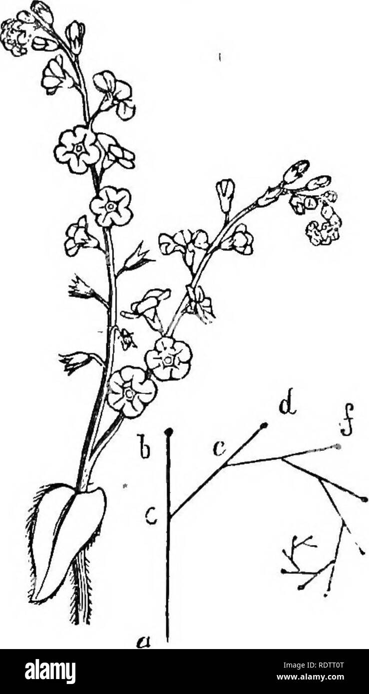 . The principles of botany, as exemplified in the phanerogamia. Botany; Botany; Phanerogams; 1854. THE INFLORESCENCE. Fig. 30. 123. observed in the Heliotropium Peruvianum, in the Sedums, in the Droseras or sundews, and in most Boraginaceous plants. The theoretical formation of this inflorescence may be ascer- tained by consulting the ideal figure placed here by the side of the scorpioid cyme of Myosotis palustris. The first flower is situated at h, and terminates the growth of the primary axis a, h ; from the axil of the bract, or in the place where it is suppressed at c, arises a secondary a Stock Photo