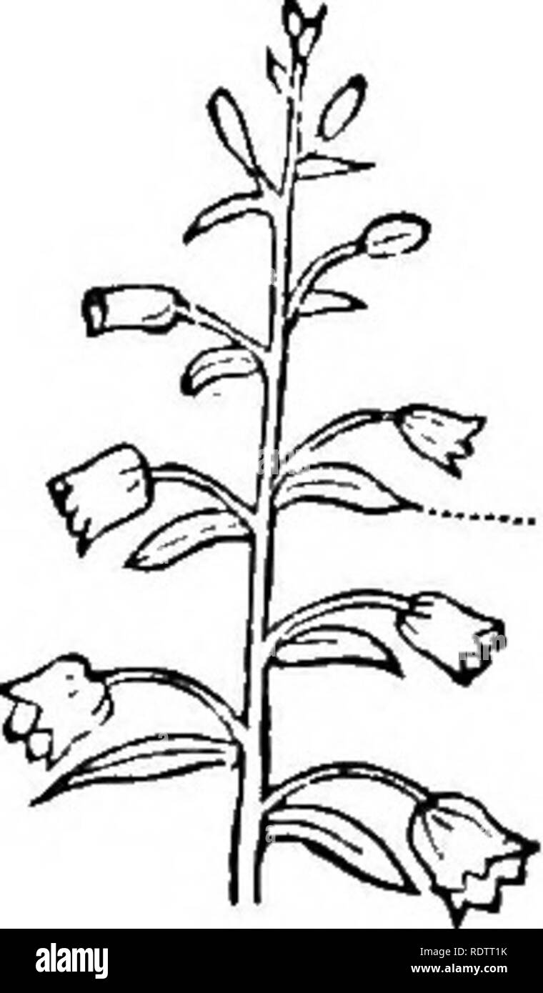 . The principles of botany, as exemplified in the phanerogamia. Botany