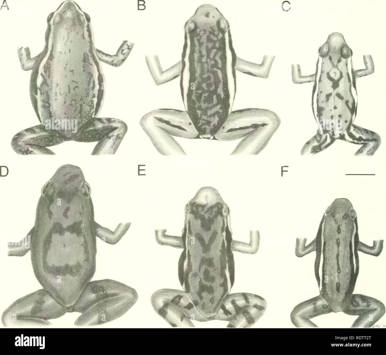 . Ecuadorian frogs of the genus Colostethus (Anura:Dendrobatidae). Colostethus. UNIV. KANSAS NAT. HIST. MUS. MISC. PUBL. NO. 87. Fig. 2. Dorsal color patterns of Colostethus. A. C. jacobuspetersi, QCAZ 1378. B. C. maquipucuna, KU 202882. C. C. machalilla, KU 132330. D. C. chocoensis, MNHG (GO 47). E. C. infraguttatus KU 142401. F. C. anthracinus, KU 120653. Lines equal 5 mm, except in A, in which it is 2 mm. developed in C. bocagei, C. elachyhistus, C. fuliginosus, C. talamancae, C. sauli, and C. shuar. In other species, it is weakly developed. A sigmoid or straight inner tarsal fold is presen Stock Photo