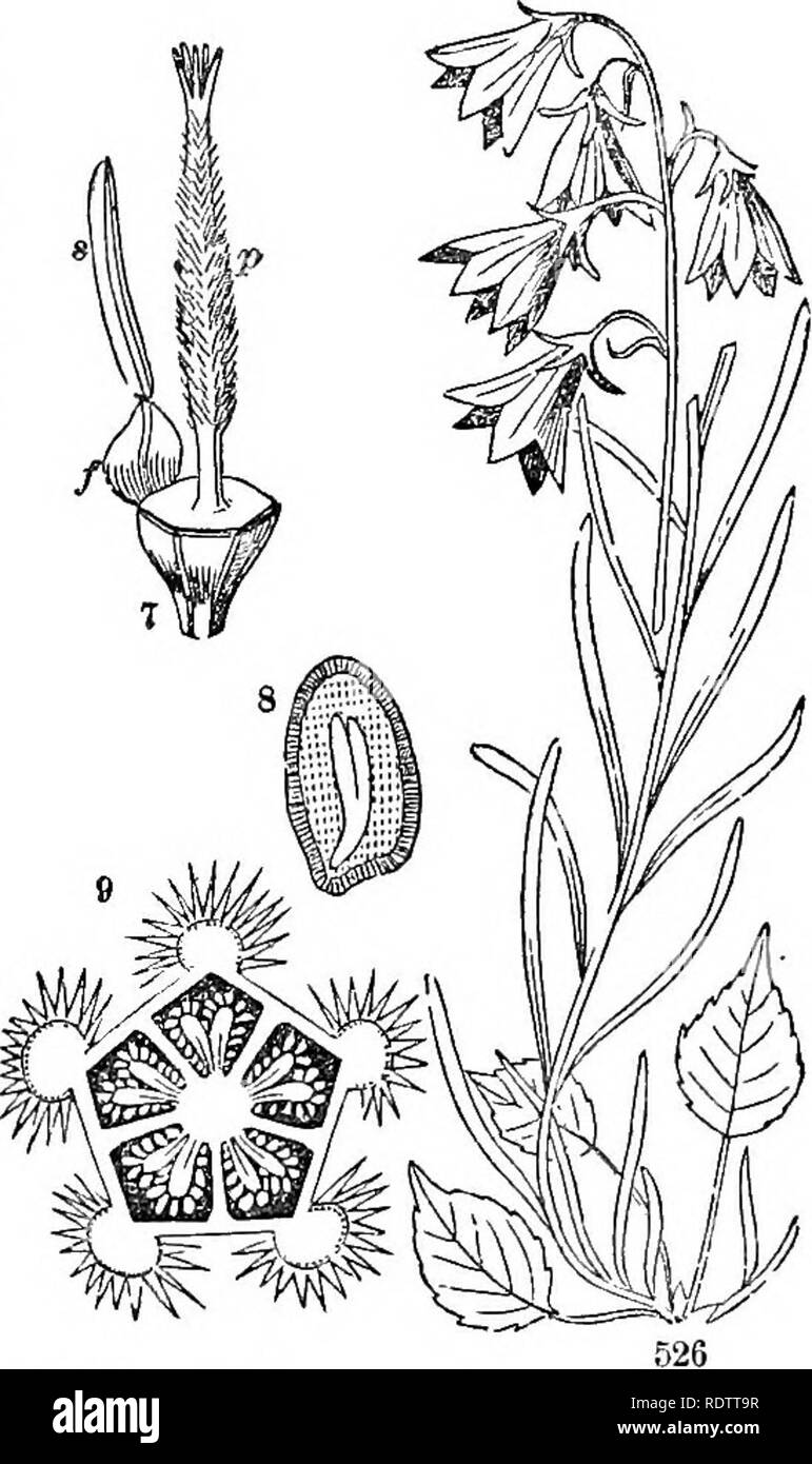 . Leaves and flowers : or, Object lessons in botany with a flora : prepared for beginners in academies and public schools . Botany. Fig. 526. The Harebell, the whole plant 7. Ovary of Canterbury Bells, with/ a broad filament, n, an anther, and p^ the hairy style. 8. A cross-section of the curious 5-celled seed- vessel, 2 placentre in each cell. 9. Seed cut open, showing the largre embryo. Fig. 530. Flower of American Bellwort Fig. 531. Flower of Patent Bellwort. § Corolla wheel-shaped, flat, in leafy spikes 1,2 § Corolla bell-shaped, &amp;c., broadly or narrowly a a Flowers on slender pedicels Stock Photo
