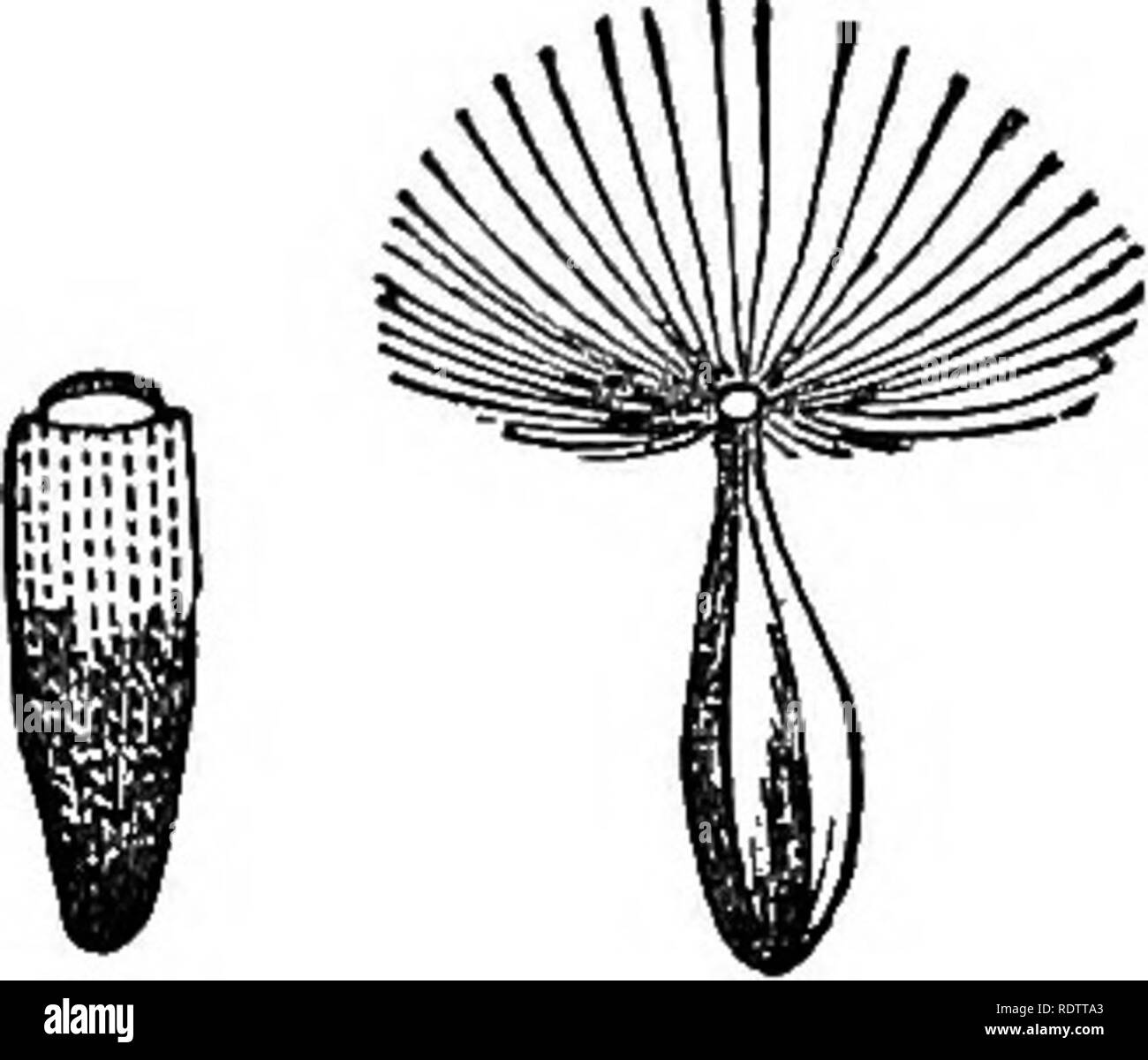 Leaves And Flowers Or Object Lessons In Botany With A Flora Prepared For Beginners In Academies And Public Schools Botany 618 622 521 523 619 6 Achenia Of
