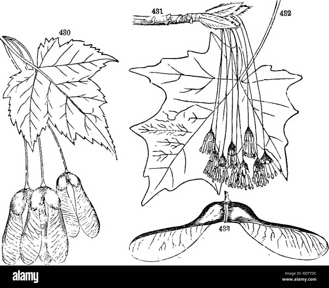 3 To 5 Lobed Rounded Leaves High Resolution Stock Photography and Images Alamy
