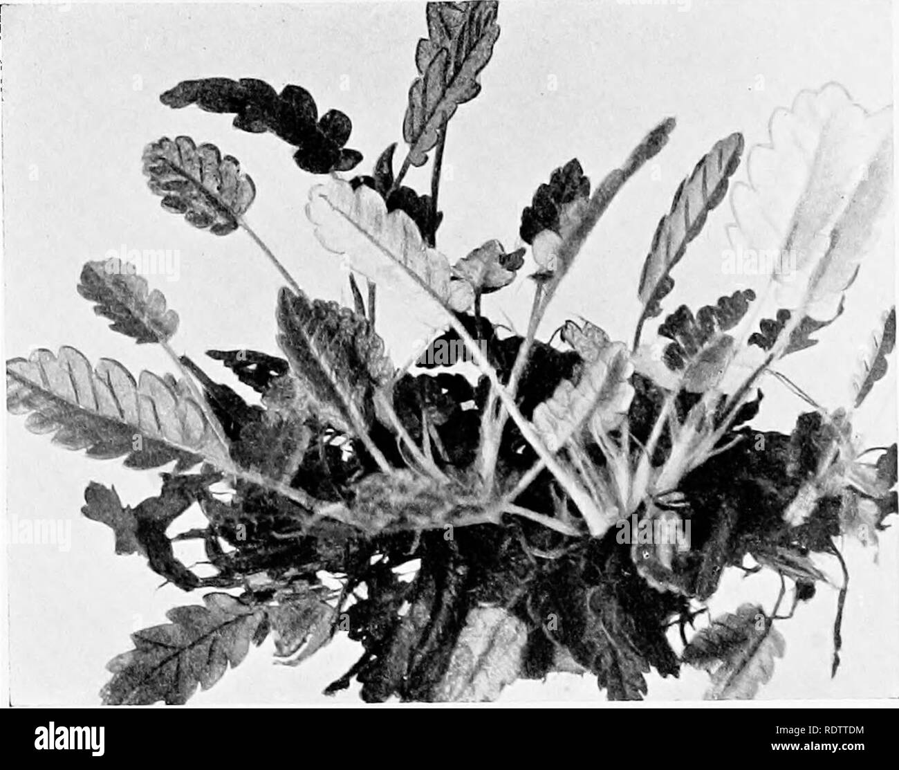 . Plant life in Alpine Switzerland; being an account in simple language of the natural history of Alpine plants. Mountain plants. PLATE XX. (PT* â â. Fig. 1.âLeaves of the White Dryas {Ihyas oc/opffaht, Linn.).. Please note that these images are extracted from scanned page images that may have been digitally enhanced for readability - coloration and appearance of these illustrations may not perfectly resemble the original work.. Arber, Edward Alexander Newell, 1870-. London, J. Murray Stock Photo