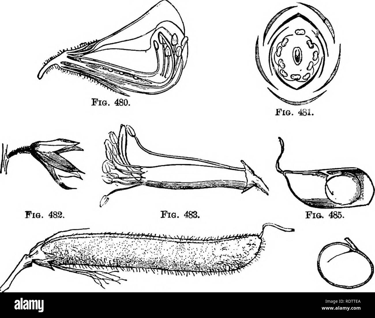 . Botany for high schools and colleges. Botany. ROSALBS. 531 Africa. Some of tlie latter bear edible fruits. The bark of Brazilian trees of the genera Licania and Couepia is said to contain such consid- erable quantities of silica, that it is burnt by the natives and used in the manufacture of pottery. Order Leguminosse.—The Pulse Family. Herbs, shrubs, and trees, with alternate and usually compound leaves ; flowers for the most part zygoiuorphic ; stamens usually twice as many as the petals ; pistil FiQS. 480-6.—Illustkations or Papilionackje. (480-5, Lathyrua odoratm.). Pia. 484. Fig. 480.—S Stock Photo