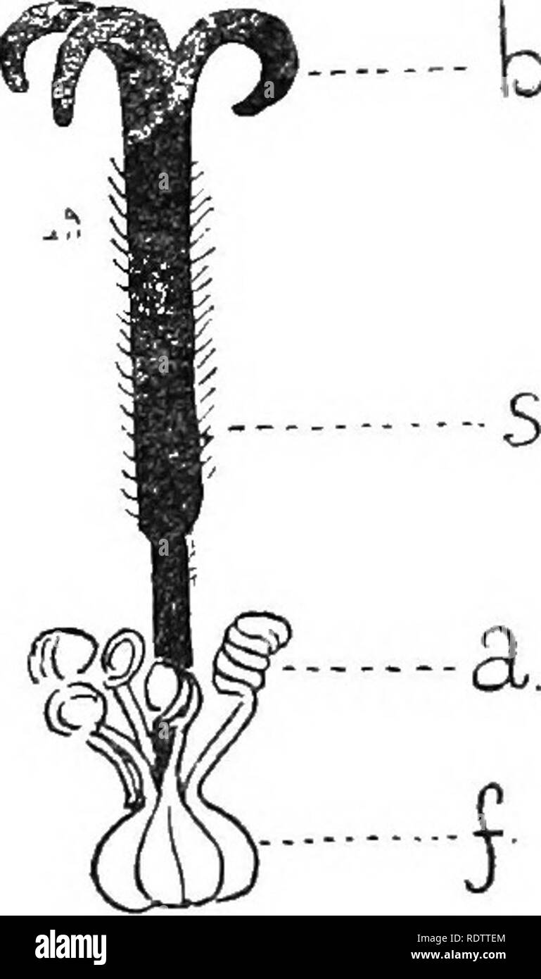 . Plant life in Alpine Switzerland; being an account in simple language of the natural history of Alpine plants. Mountain plants. Fio. VIII.—The Stamens and Carpels of Scheuchzer's Bell-flower {Campa- nula Scheuchzeri, Vill.), illustrating the mechanism of the stylar brush. Enlarged. a = anther;/= filament; « = style; 6=stigma. 1. United anthers surrounding the style in the unopened flower. 2. The anthers separating and curling backwards. 3. The empty anthers coiled in tight spirals, the style, with the stylar brush, bearing pollen, and the three stigmas beginning to unfold. Let us now examine Stock Photo