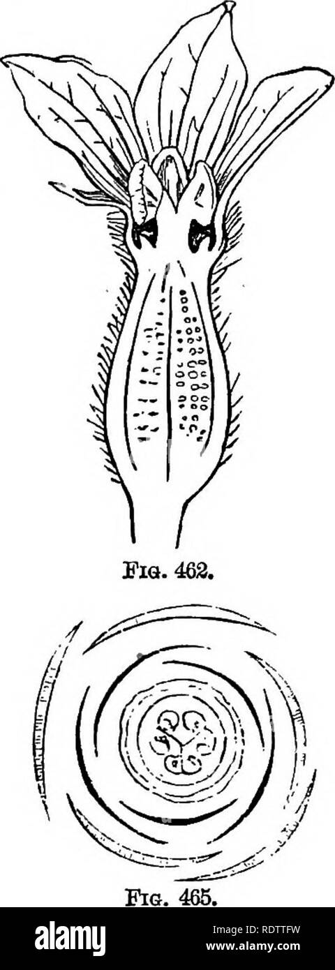 . Botany for high schools and colleges. Botany. Fio. 464. Pie. 461.—Male flower, vertical section. ,„„ . ^ . ,, .„ j Fil 468 —Female flower, vertical section. Fig. 463.—Andrcecium. Magtiifled. Fig.' 464.'—Diagram of male flower. Fig. 466.—Diagram of female flower. American, represented in green-kouses and conservatories by many species of tlie principal genus Begonia—e.g., B. Bex, B. Evansiana, B. fuchsioides, etc. Order Cucurbitacese.—The Gourd Family. Herbs or undershrubs with climbing or trailing stems and diclinous flowers; placentse pro- duced to the axis of the ovary and revolute. Specie Stock Photo