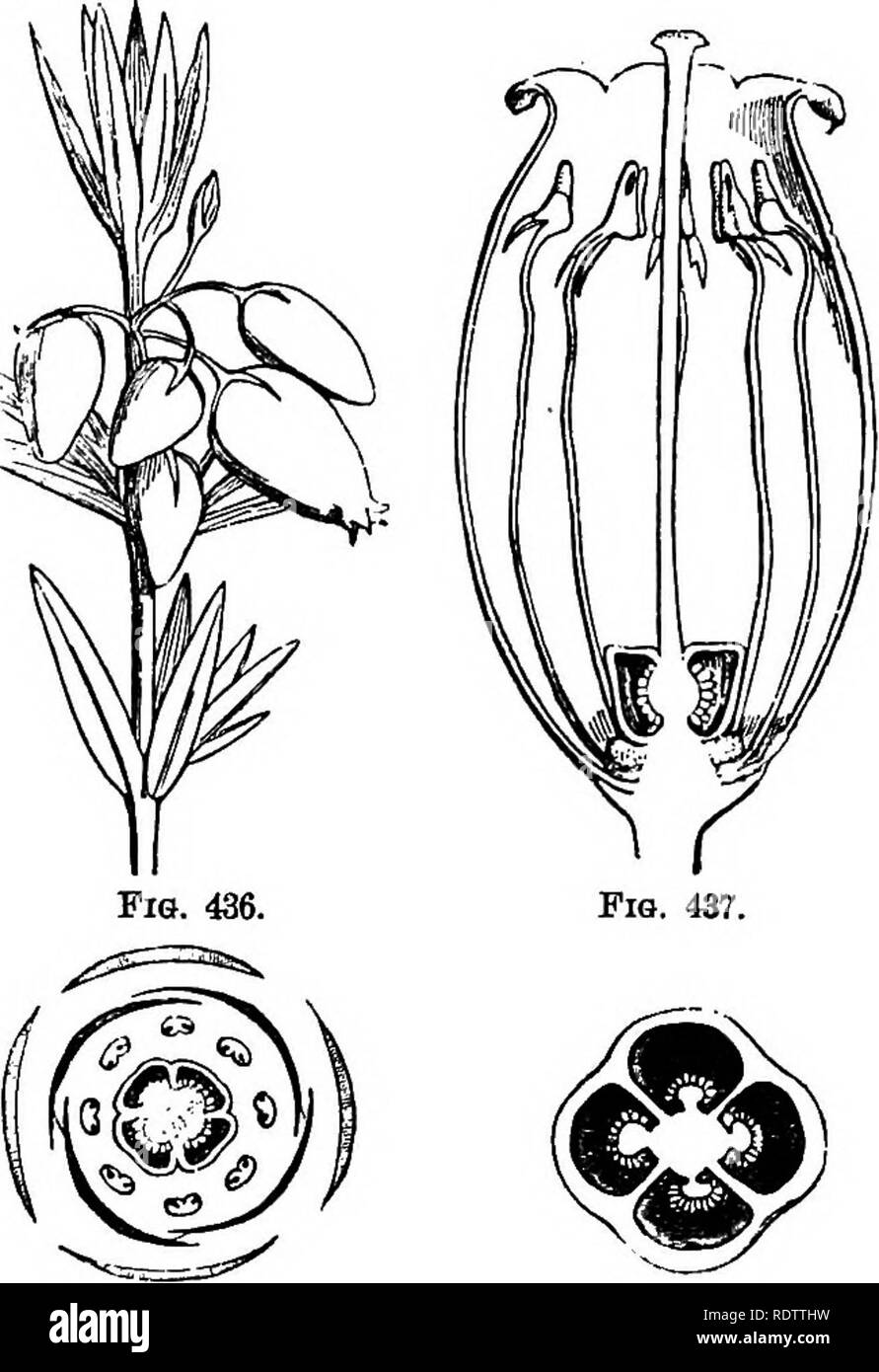 Species diagram Cut Out Stock Images & Pictures - Alamy
