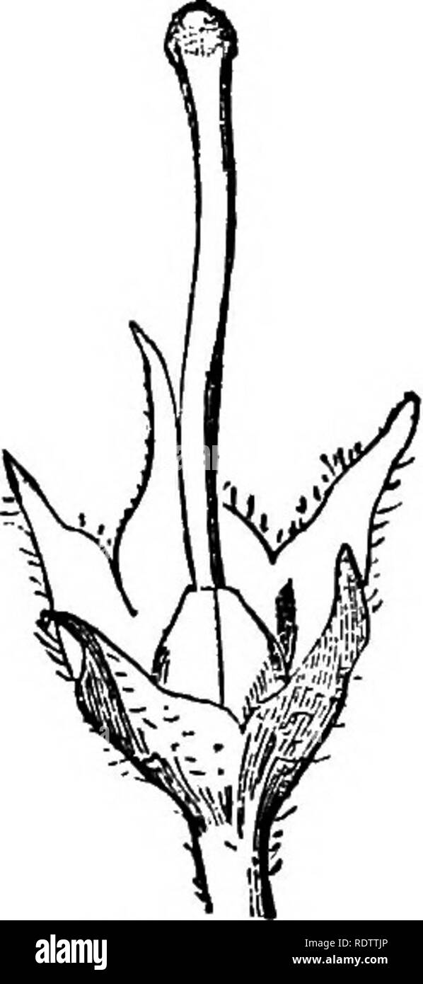 . Botany for high schools and colleges. Botany. Fis 425.. PiQ. 423. I^e. 42a Fig. 423.—Flowering stem of Potato. Fig. 424.—Flower of Bittersweet. Magnified. Fig. 425.—Diagram of Potato flower. Fig 426.—Calyx and pistil of Potato. Magnified. Fig. 427.—Section of seed of Bittersweet. Magnified. bear exceedingly pungent pods, known as Peppera. The ground pods constitute tlie Cayenne Pepper of pomm^rce.. Please note that these images are extracted from scanned page images that may have been digitally enhanced for readability - coloration and appearance of these illustrations may not perfectly rese Stock Photo
