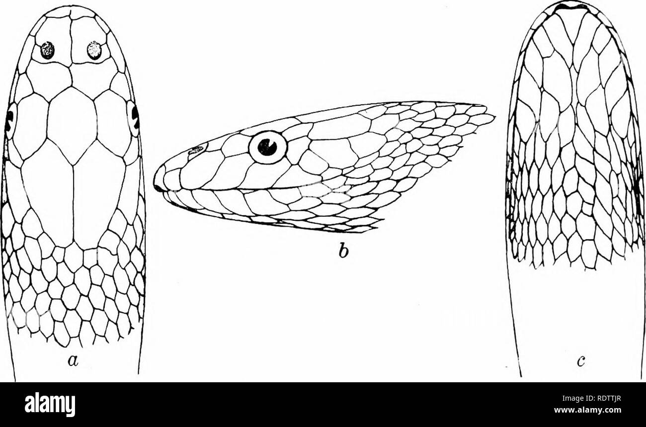 The Snakes Of The Philippine Islands Snakes 242 Snakes Of - 