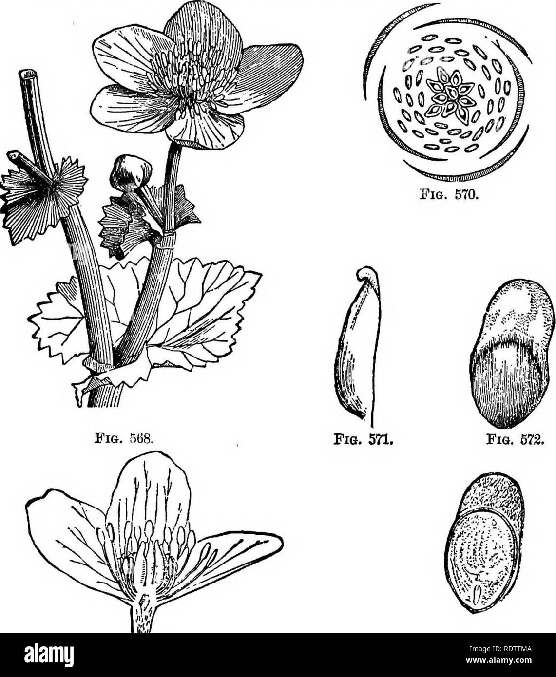 . Botany for high schools and colleges. Botany. UANALES. 563 A. ferox, of upper India, aupplies the people of that region with a virulent poison, with which they poison their arrows. Selleborus niger. Black Hellebore, S. fmtidus, Stinking Hellebore, FiQB. 568-73.—iLi-usTBiTioHS OF EANTJUoniAOBiB (.CcUiha palustris).. Fig. B69. Fig. 568.—Flowering; stem. Fig. 570.—Flower diagram. Pig. 572.-Seed. Magnified. PiQ. 573. Fig. 569.—Vertical section of flower. Fig. 671 .-Young carpel. Maeuified. Fig. 673.—Section of seed. Magnified. and M. viridis, Green Hellebore, all natives of Europe, furnish drast Stock Photo