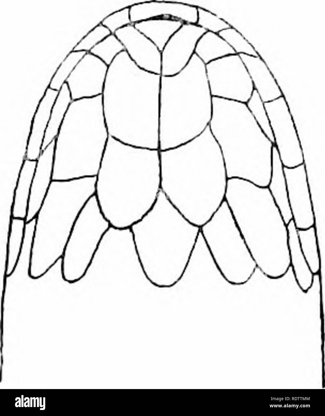 . The snakes of the Philippine Islands. Snakes. Fig. 21. Laticauda laticaudata (LiniiseusJ ; after Wall; a, head, dorsal view view : c. chin. b, head. lateral prefrontals broader than deep, narrowly in contact laterally with third labial, separating nasal and prefrontal, the suture between prefrontals shorter than that between internasals; fron- tal longer than wide, four-sided, much longer than its distance from end of snout, as long as parietals; nasal narrow, elongate, nostril pierced nearer its posterior end, in contact with 3 la- bials; 1 preocular, higher than wide; 2 postoculars, the lo Stock Photo