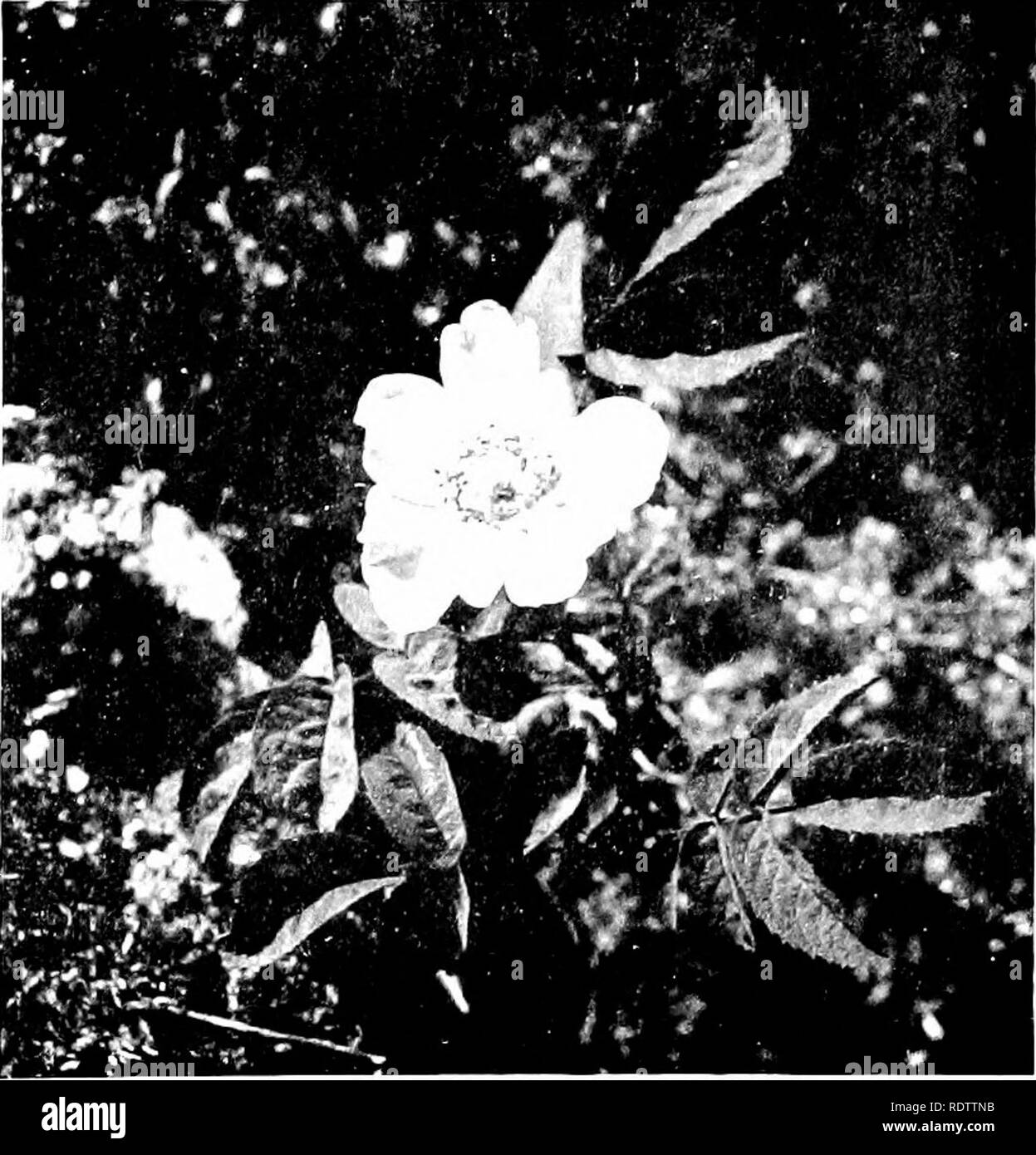 . Plant life in Alpine Switzerland; being an account in simple language of the natural history of Alpine plants. Mountain plants. Fig. 1.—The Edelweiss {Leontopodium alpmum, Cass.).. Fis. 2.—The Alpine Rose {Rosa alpina, Linn. J. [To face p. 16.. Please note that these images are extracted from scanned page images that may have been digitally enhanced for readability - coloration and appearance of these illustrations may not perfectly resemble the original work.. Arber, Edward Alexander Newell, 1870-. London, J. Murray Stock Photo
