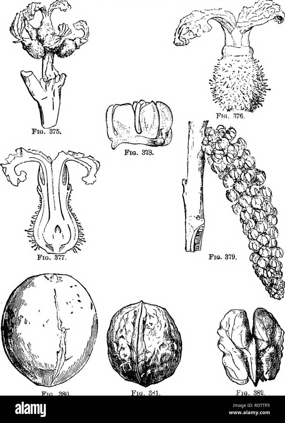 . Botany for high schools and colleges. Botany. qUEBNALES. 481 tree, often forty to fifty metres (130-160 feet) iu height. Its dark brown timber is fully as valuable as tlie preceding, and is used for the same purposes. It is exported in considerable quantities to England. Its Figs. 375-82.—Illustrations of Juqlans regia.. Fig. 380. Fig. 375.—Female flower cluster. Fig. 376. Female flower. Magnified. Fie 377 —Female flower cut vertically. Magnified. Fie 378 —Male flower. Magnified. Fig. 379.—Male flower cluster. Fig 380 —Rijie fruit, Fig. 381.—Eudocarp. I'ig. 382.—Seed.. Please note that these Stock Photo