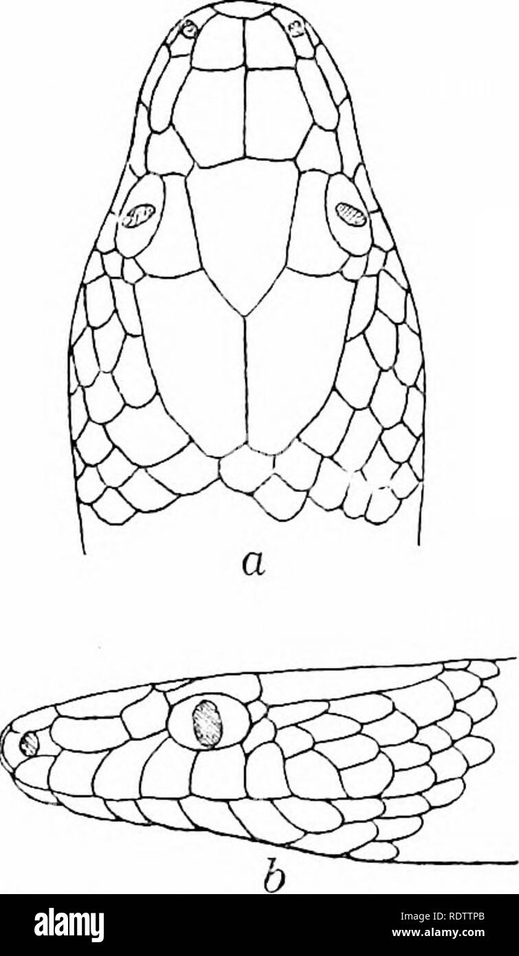 . The snakes of the Philippine Islands. Snakes. OPHITES 121 small