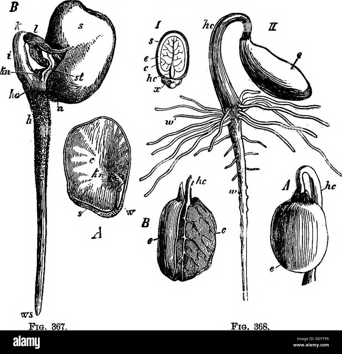 . Botany for high schools and colleges. Botany. 474 iso'tANf. part such that the veins rarely are parallel to each other, and in their anastomosing they form an irregular net-work. The germination of Dicotyledons may be illustrated by a couple of examples. In tlie seed of tbe Windsor Bean (Fig. 367) the embryo entirely fills up the seed-cavity, the endosperm having all been nb- Fiea. 887-8.âGermination op Dicotyledons.. Fio. 36S. Fig. 367.â Yiciafdba. ^, seed with one cotyledon removed; c, remaining cotyle- don ; hn, the plumule â , w, the radicle ; s, seed-coat. S, germinating B^ed ; s, seed- Stock Photo