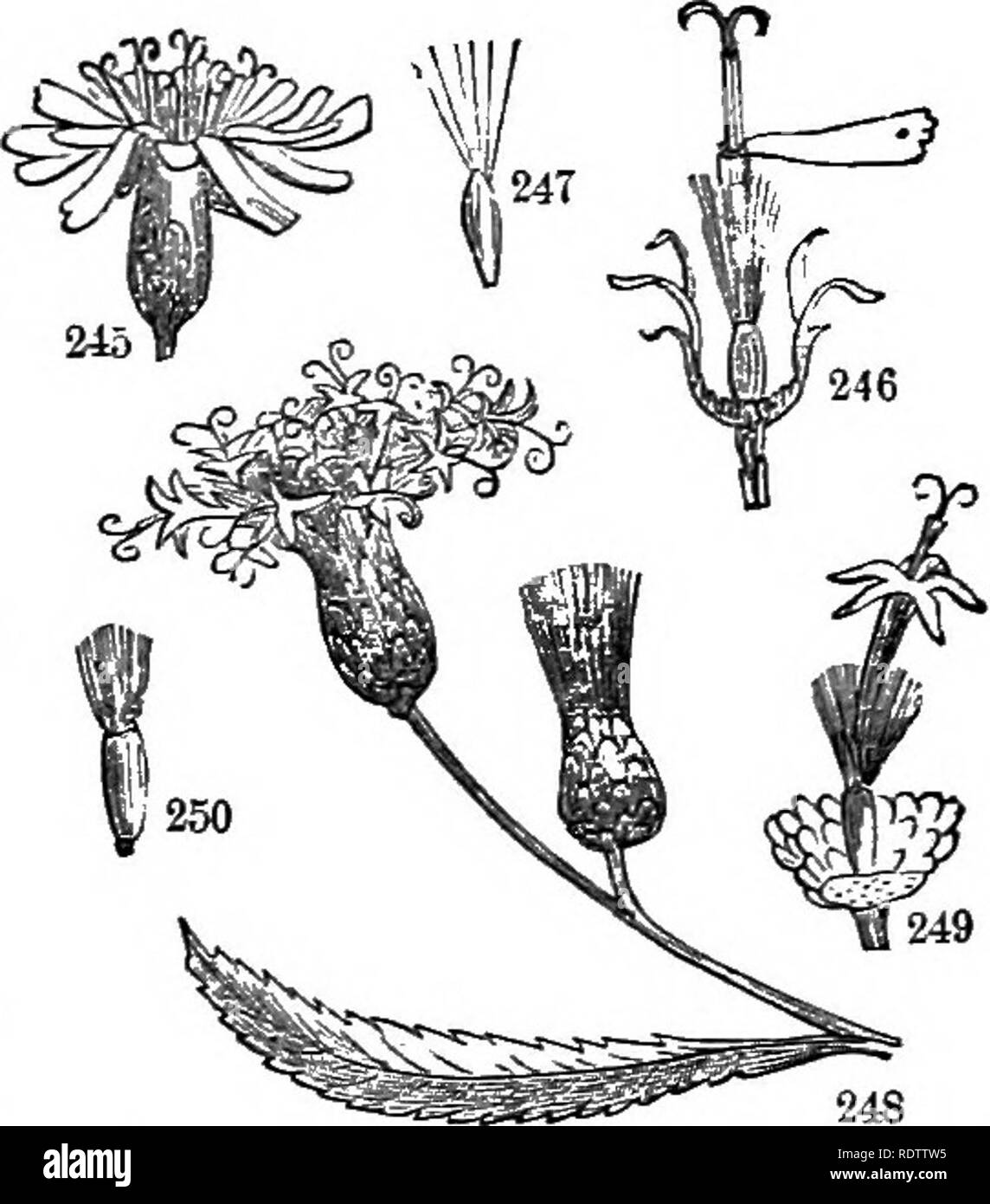 . Leaves and flowers or, Object lessons in botany with a flora
