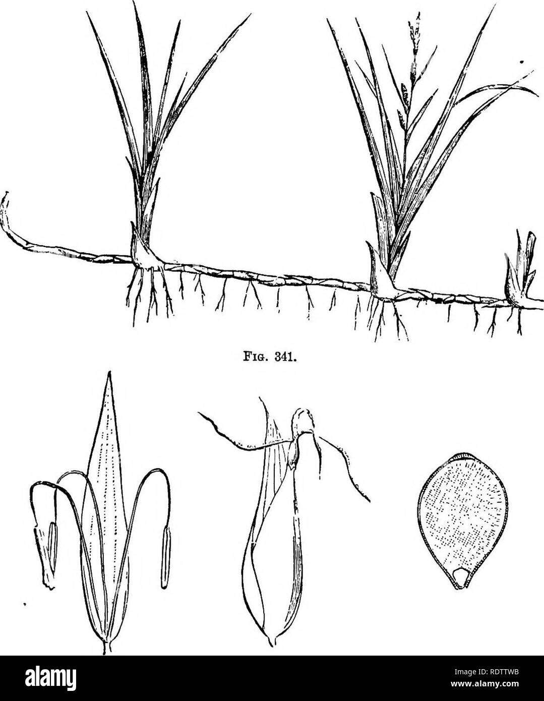 . Botany for high schools and colleges. Botany. 456 BOTANY. merce are made. It is cultivated extensively in the Southern United States, Cuba, Brazil, and, in fact,, in all warm countrips of tlie world. Pigs. 341-4.—Illustrations of Carex.. Fio. 342. Fig. 843. Fig. 844. Fig. 341.—Underground stem, sending up leafy and flowering stems. Fig. 343.—Male flower. Magnifled. Fig. 843.—Female flower. Magnifled. Fig. 344.—Section of seed. Magnifled. It is a curious fact that while the annual production of cane sugar in the world is now about 4,000,000,000 ponuds, yet five hundred. Please note that these Stock Photo