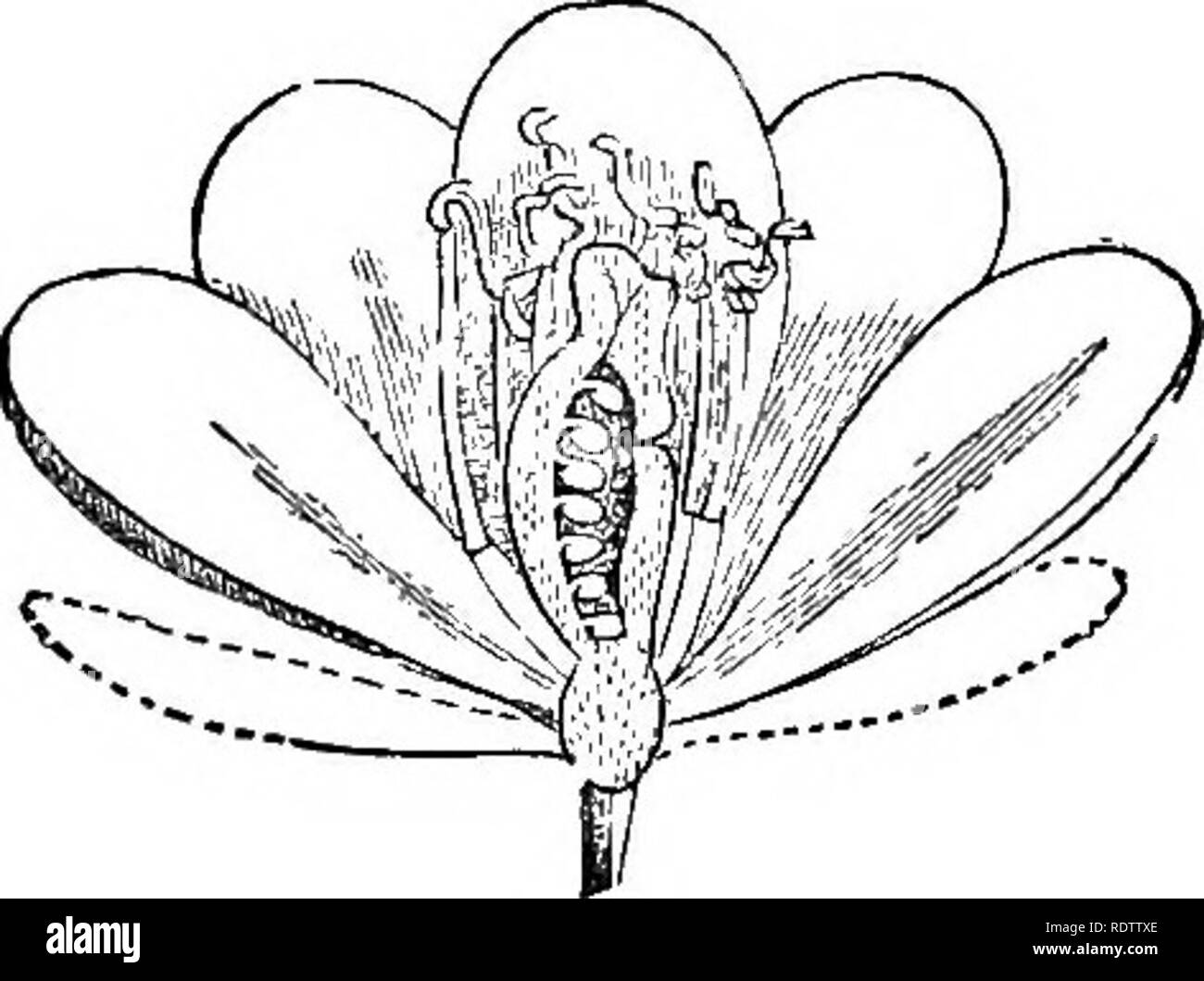 . Leaves and flowers : or, Object lessons in botany with a flora ...