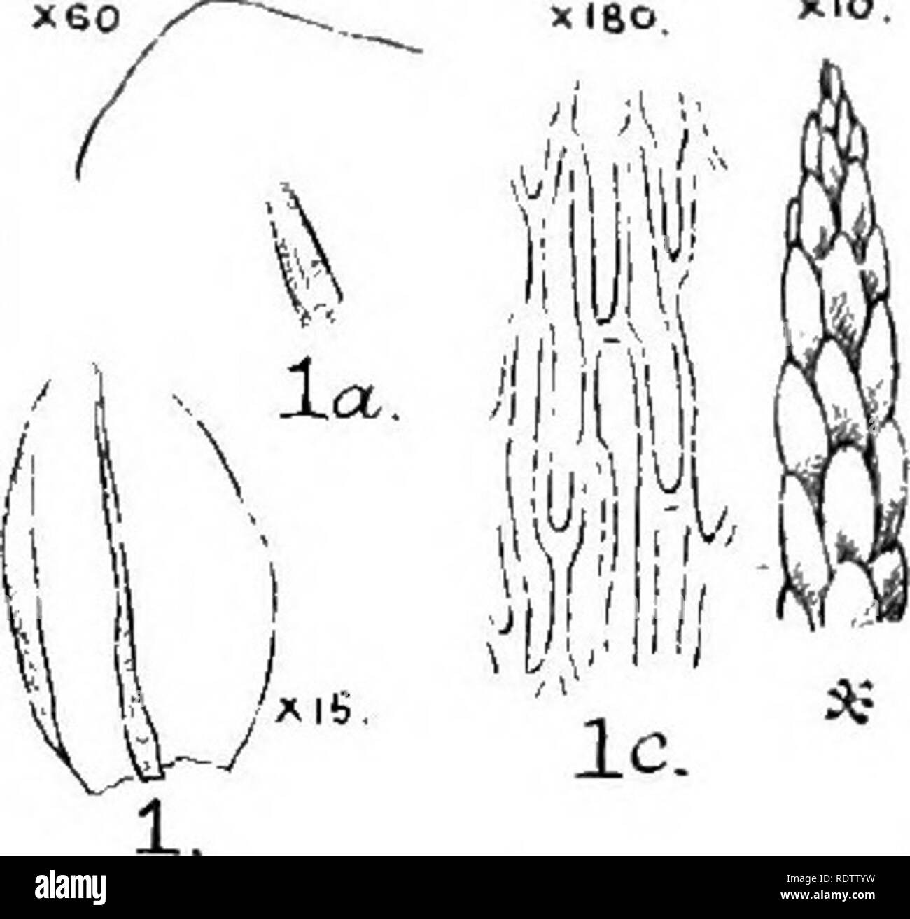 The Student S Handbook Of British Mosses Mosses I It Lc Quot W Tozeri 1 La K P Detaissum L B Filifottae Ic Ik A J J B Coucmuatum Jzg Jdel Atl 7iat Sumfield Litho Eastbourne Please Note