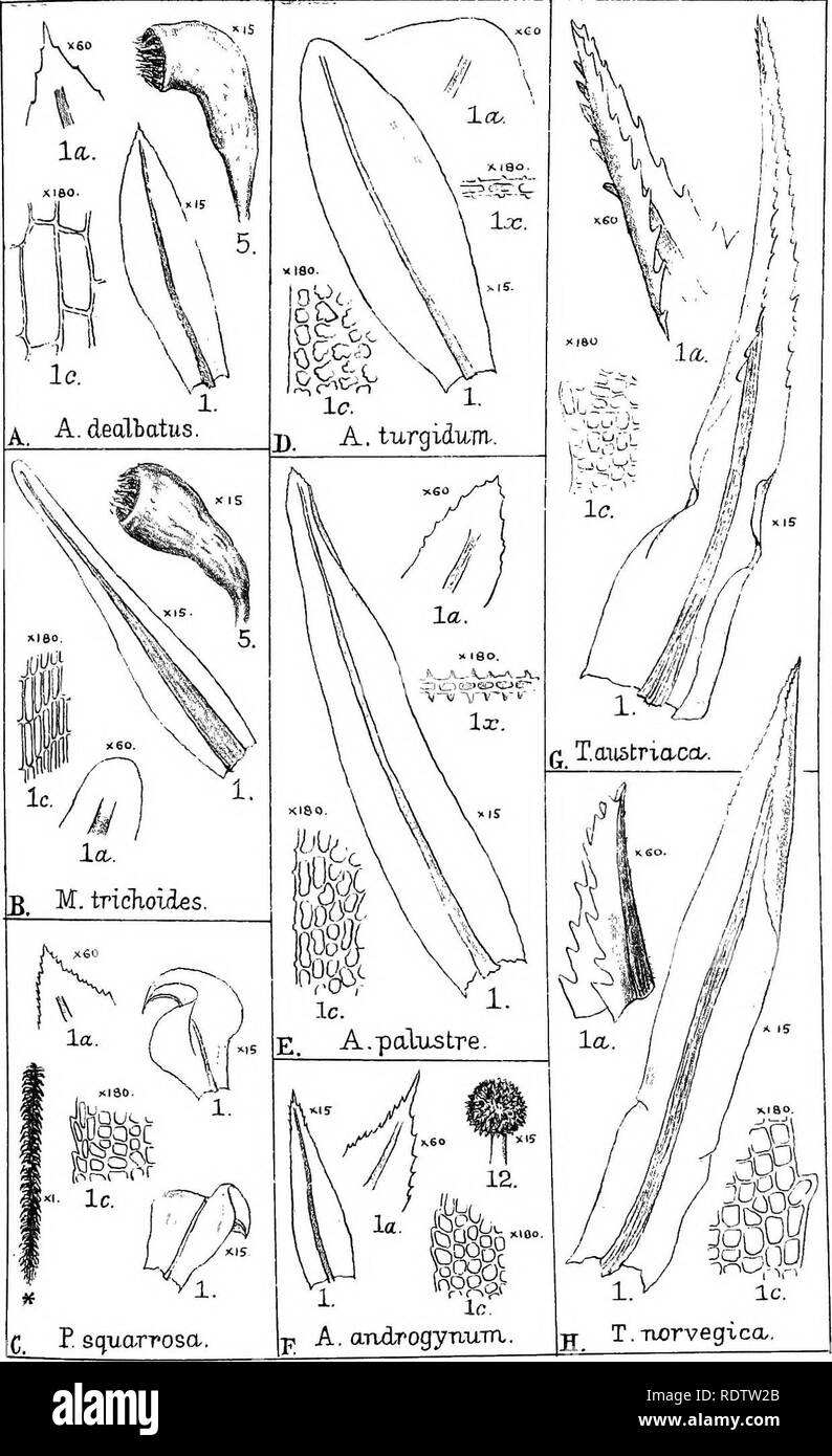 The Student S Handbook Of British Mosses Mosses Amblyodow Mees1a Pautoella Aolacomnium Timmia Kxx X H Gj Del Lt Zh Nafr Sumfield Litho Eastbourne Please Note That These Images Are Extracted From Scanned