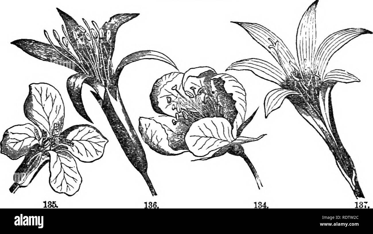 Pyrus coronaria hires stock photography and images Alamy