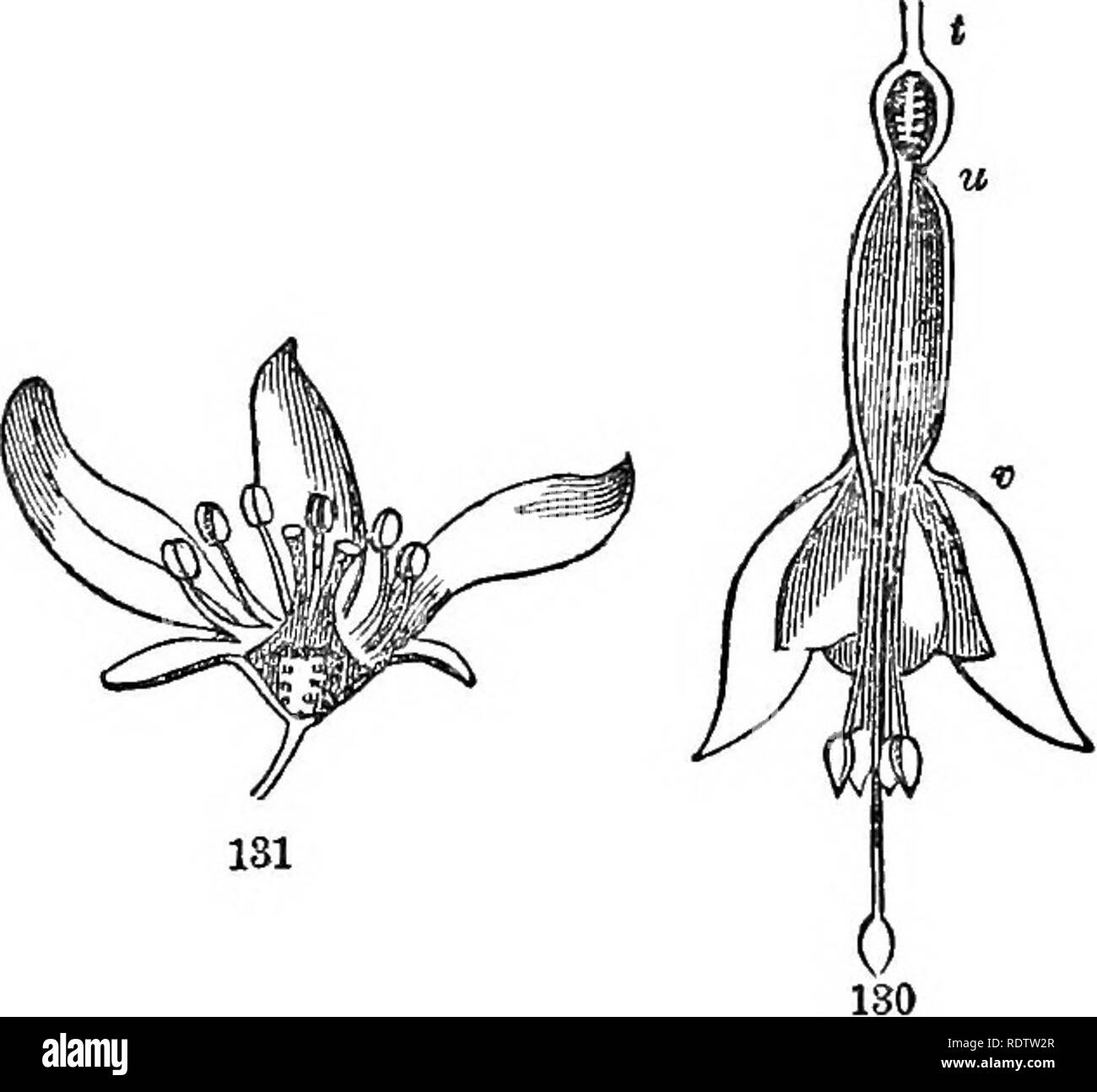 Leaves And Flowers Or Object Lessons In Botany With A Flora Prepared For Beginners In Academies And Public Schools Botany Fig 129 Section Of The Flower Of The