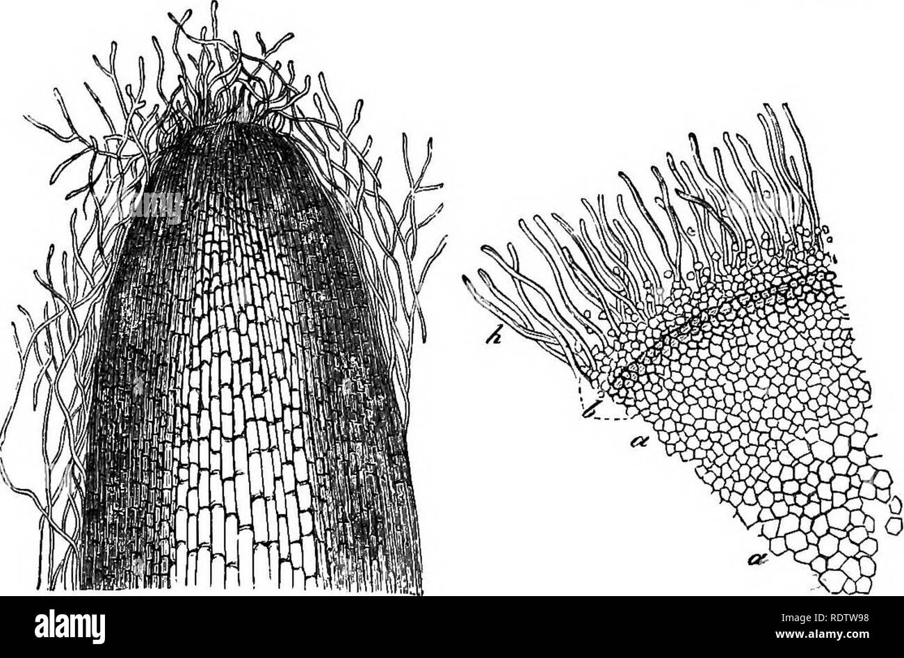 . Botany for high schools and colleges. Botany. 66 BOTANY. cell-families; in both cases separate motile cells (zoospores) in a mother- cell arrange themselves in a definite manner, and gradually unite into a family resembling the parent plant (Fig. 49). By the breaking up of the wall of the mother-cell the new family is set free. (ft) In some fungi the cells composing the vegetative threads (hy- phse) unite loosely with one another into a mass. In some cases the union is so slight that the hyphae may be separated with the greatest ease, while iu others it approaches the density and firmness of Stock Photo
