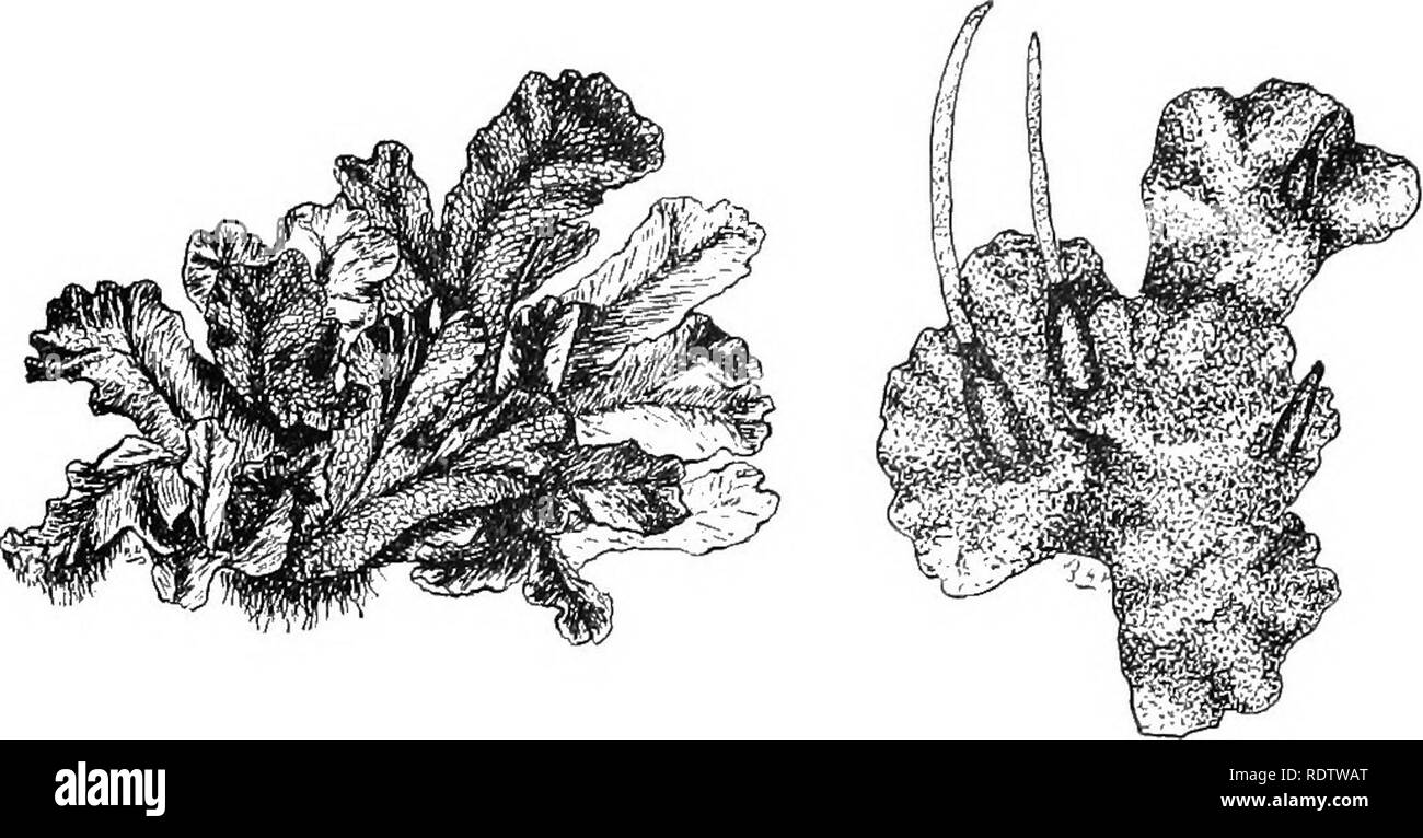 . Plants; a text-book of botany. Botany. Fig. 93. Two common liverworts : to the left is Coitocephalus, a Marchantia form, ehowing rhizoids, dichotomous branching, and the conspicuous rhombic areas (areolse) on the dorsal surface; to the right is Anihoceros, with its simple thallus and pod-like sporogonia.^C'ALDWELL.. Please note that these images are extracted from scanned page images that may have been digitally enhanced for readability - coloration and appearance of these illustrations may not perfectly resemble the original work.. Coulter, John Merle, 1851-1928. New York, D. Appleton and c Stock Photo