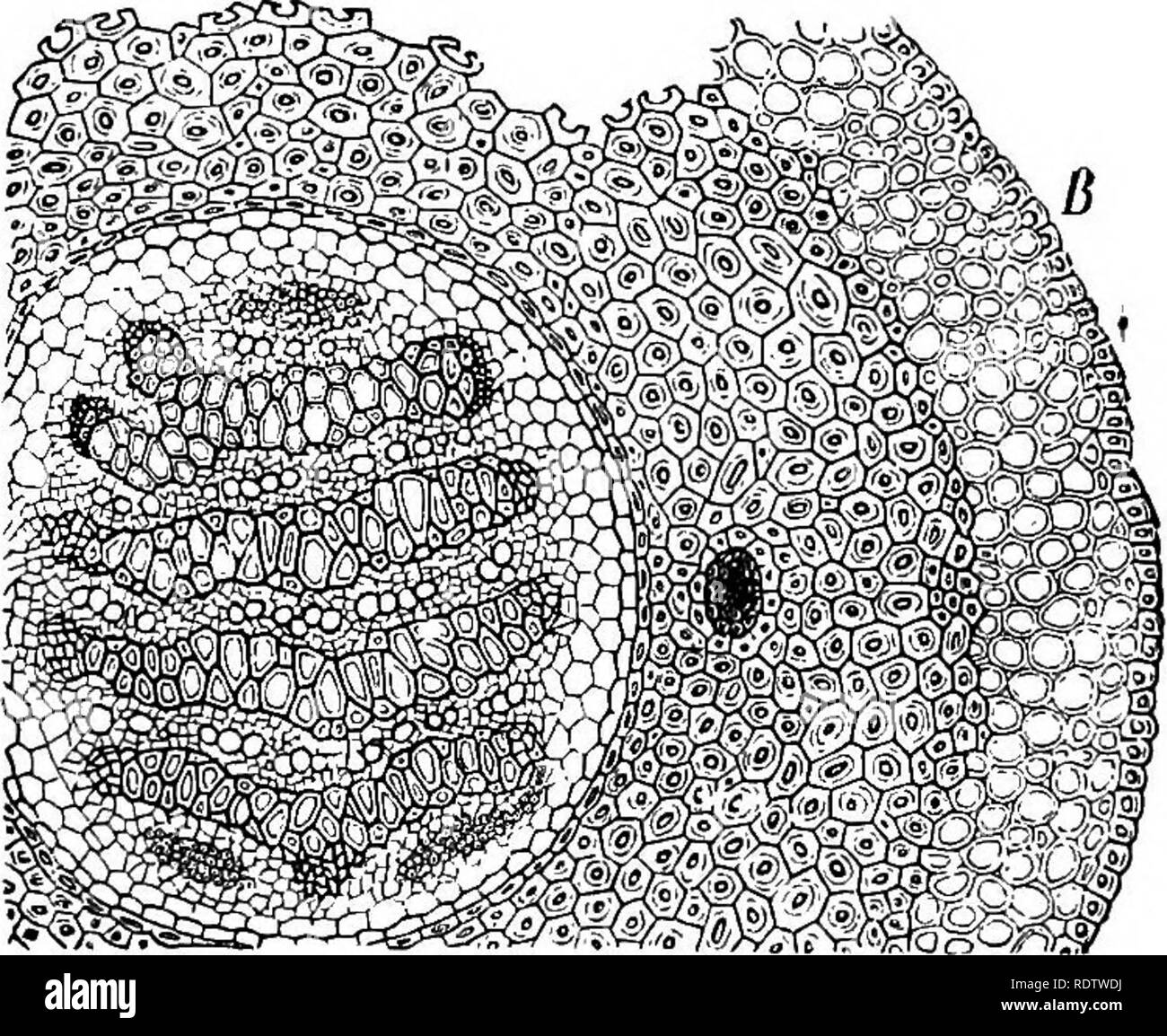 . Botany for high schools and colleges. Botany. 112 BOTANY. the bundles are curiously isolated from the surrounding ground tissues of the steni. 141.—The bundle of the nearly related Lycopodium com- planatum is much more complex in its structure (Fig. 101). Here there are four parallel plates of tracheary tissue, each having a structure like the single plate of the bundle of Selaginella incBquifolia. Between the tracheary plates there is in each case a row of sieve tubes imbedded in a lignified tissue composed of elongated cells (sclerenchynia, or fibrous. Fig. 101.—Cross-section of the stem o Stock Photo