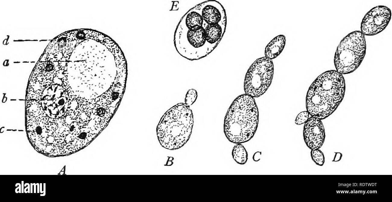 Textbook Of Botany Botany Chapter Iv Yeasts 49 A Yeast Culture If A Portion Of A Cake Of Com Pressed Yeast Or Of Dried Yeast Is Put Into A Solution
