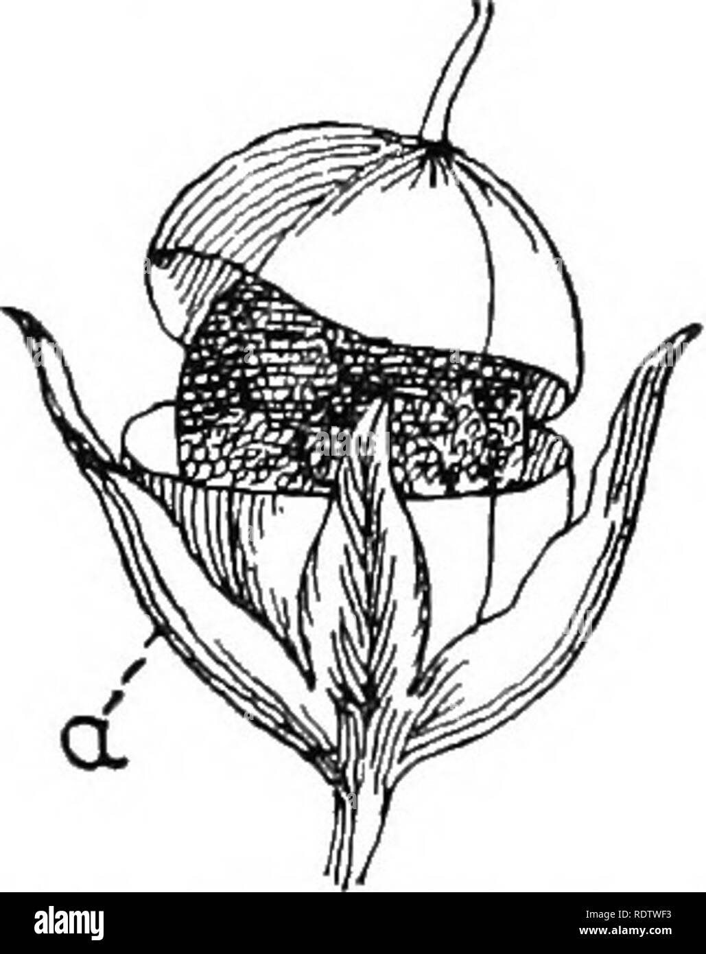 . British plants; their biology and ecology. Botany; Botany; Plant ecology. Fig. 86.—Porous Fig. 87.—Toothed Fig. 88.—Capsuie of Scab- Capsttle of Capsule of let Pimpeenel, splitting SuAPDEAQOif. Silene, tkansveksely. a, persistent calyx. smaller species they become two- or even one-seeded— e.g., M. lupulina. In other cases the pod becomes separated into one-seeded sections by transverse parti- tions, forming a jointed pod, or lomentum. These split off consecutively, beginning at the top, and releasing the seeds one by one—e.g., sainfoin (Fig. 91). In the radish the sHiqua similarly becomes ma Stock Photo