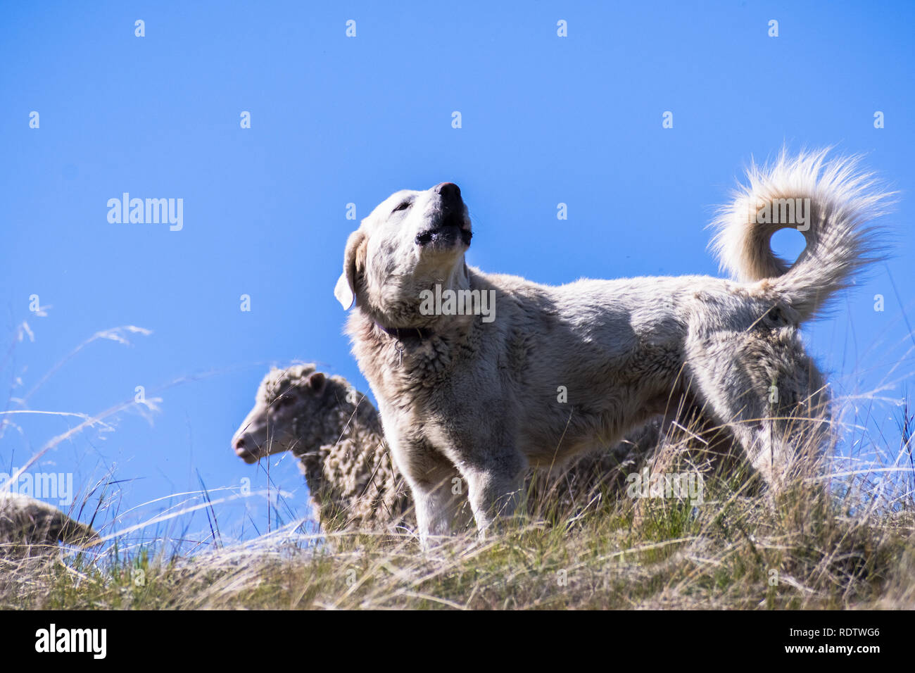 Akbash dog, a breed of shepherd dog original from Turkey, guarding a sheep herd in San Francisco bay area, California Stock Photo