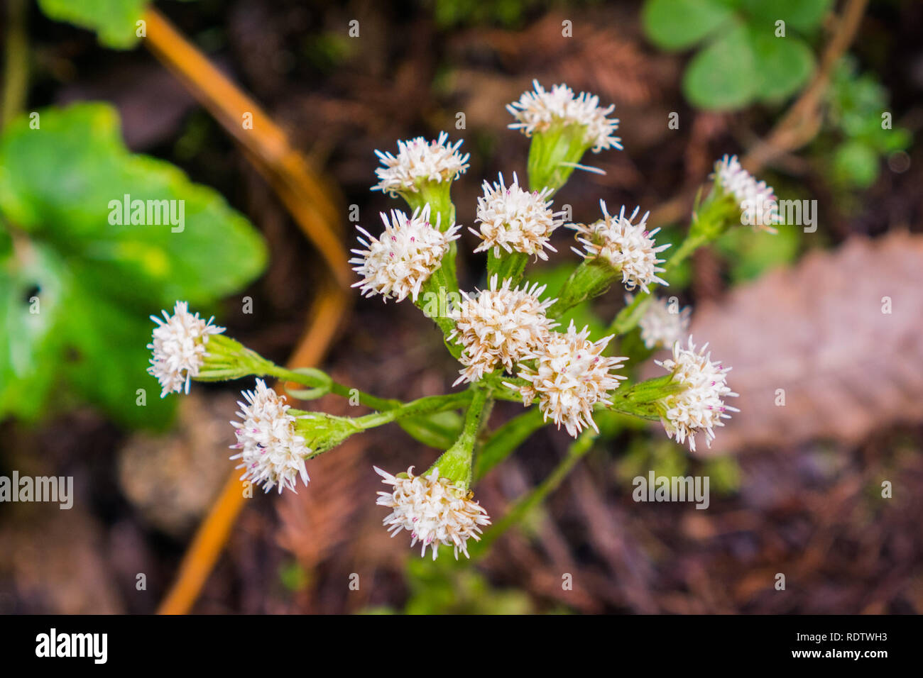 Close up of Ageratina adenophora flowers growing the the forests of Santa Cruz mountains, San Francisco bay area; this plant is considered invasive in Stock Photo